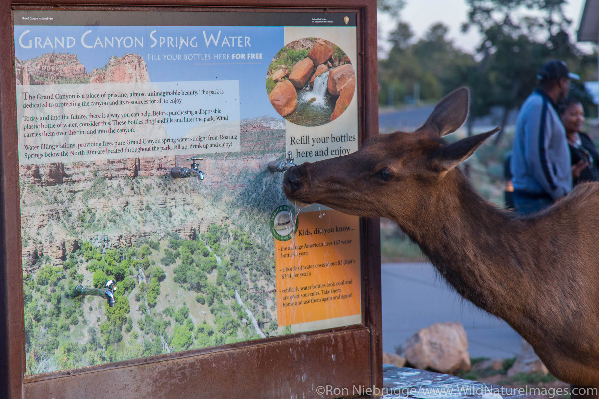 Elk at a water fountain, Grand Canyon National Park, Arizona.