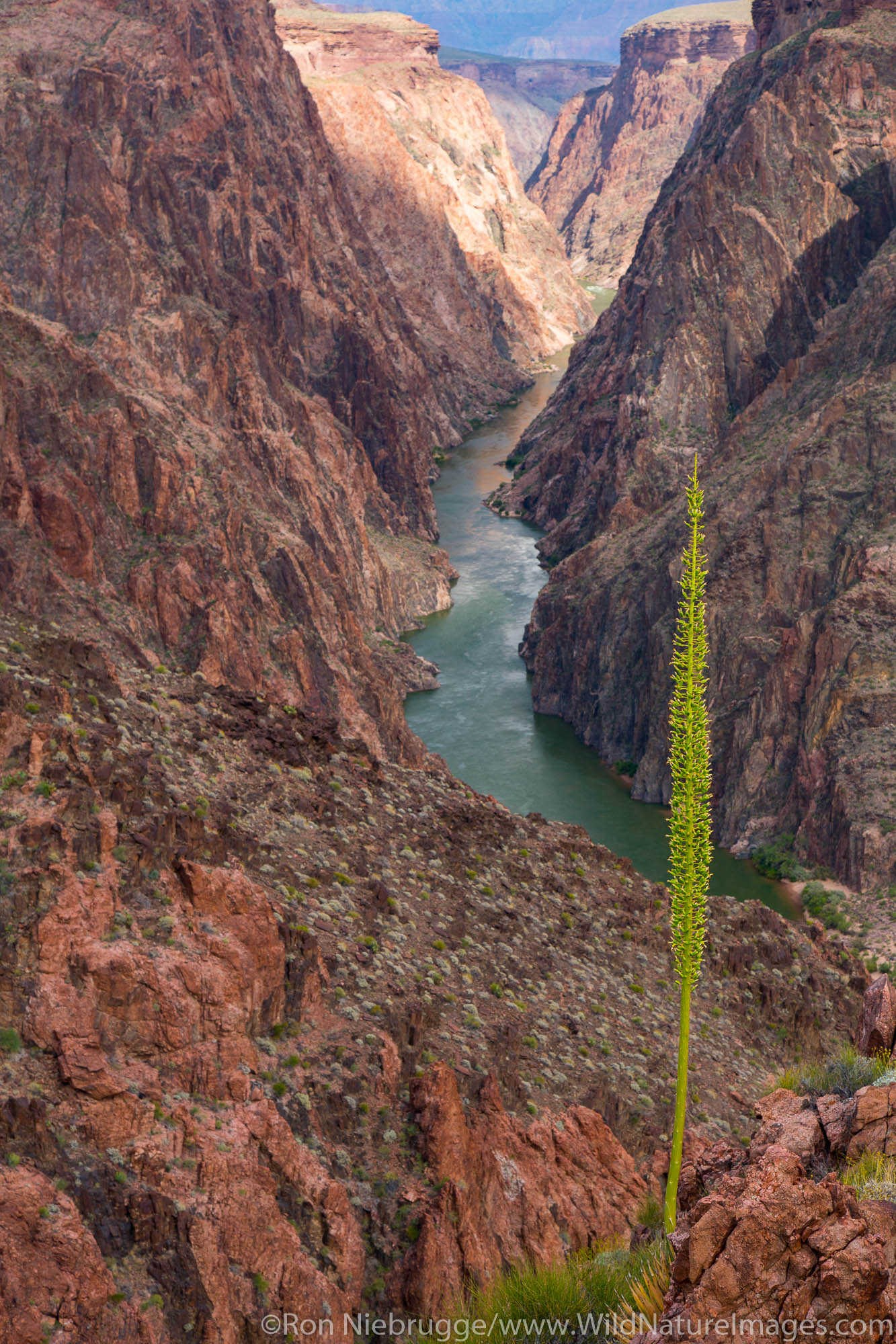 Along the Clear Creek Trail, Grand Canyon National Park, Arizona.