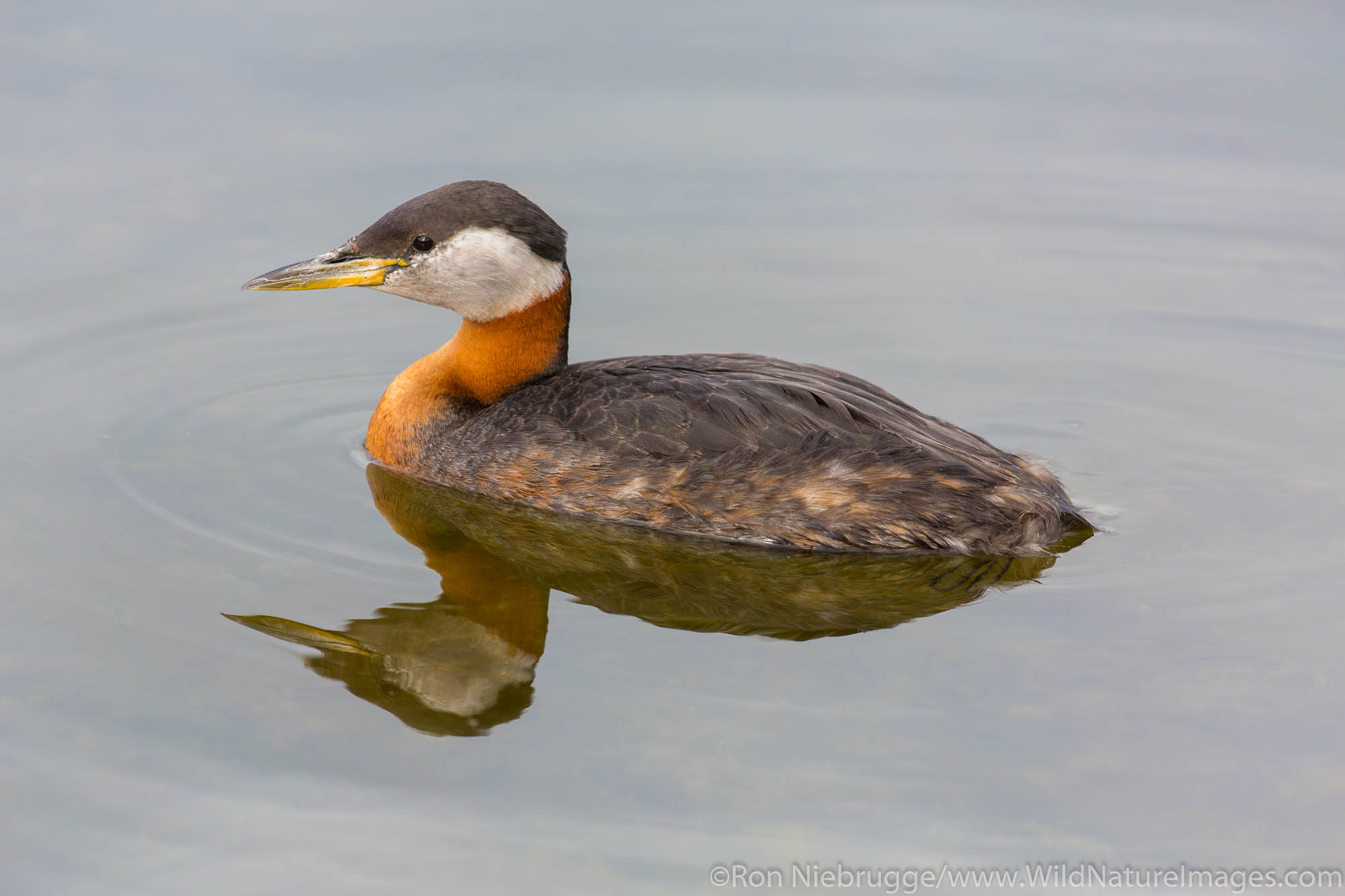 Red-necked Grebe(Podiceps grisegena), Mat-Su Valley, Alaska.