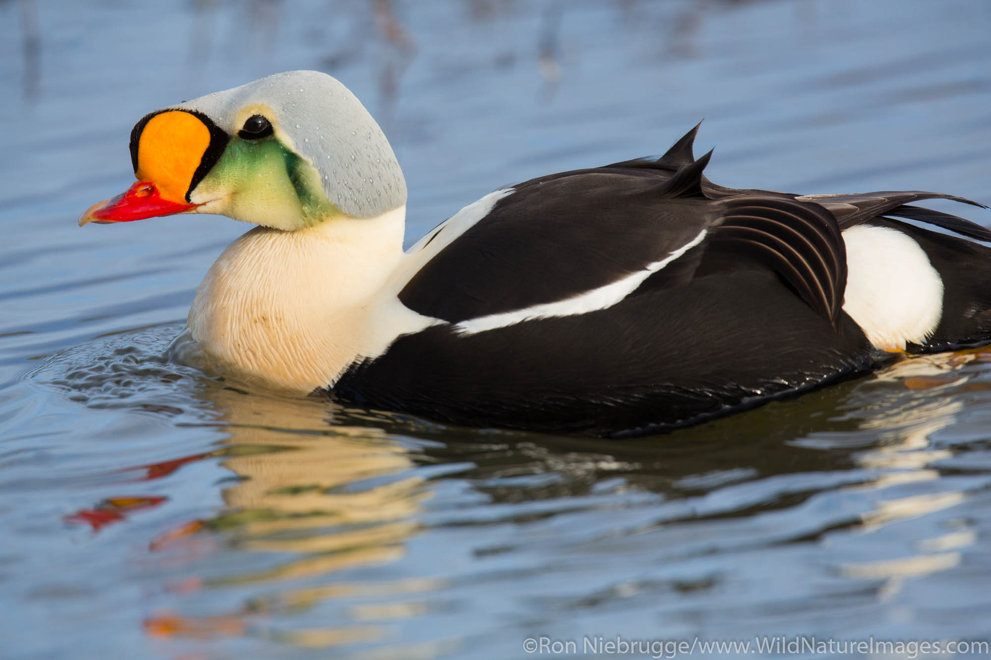 King eider (Somateria spectabilis), Arctic Alaska.