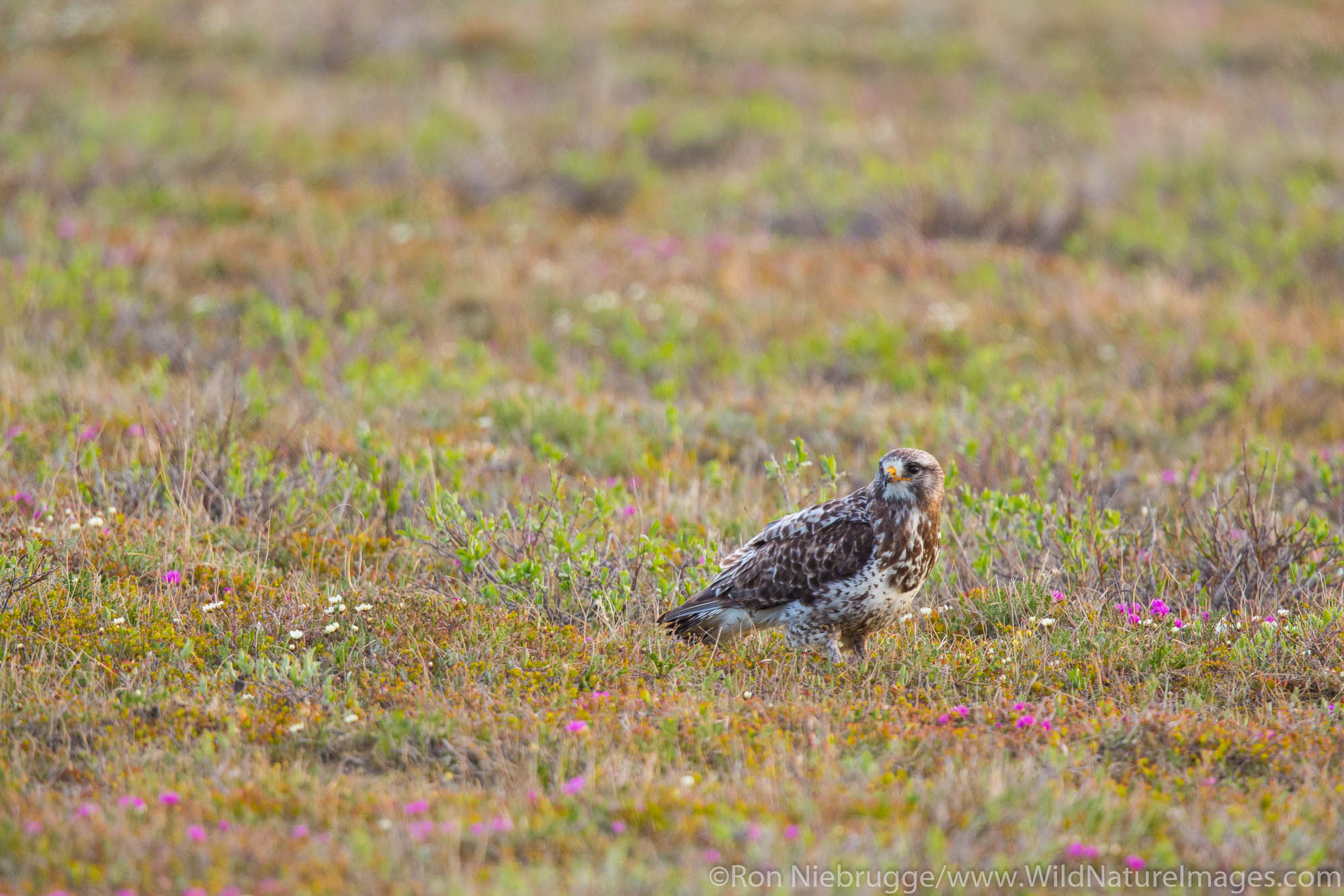 Rough-legged Hawk (Buteo lagopus), Arctic Alaska.