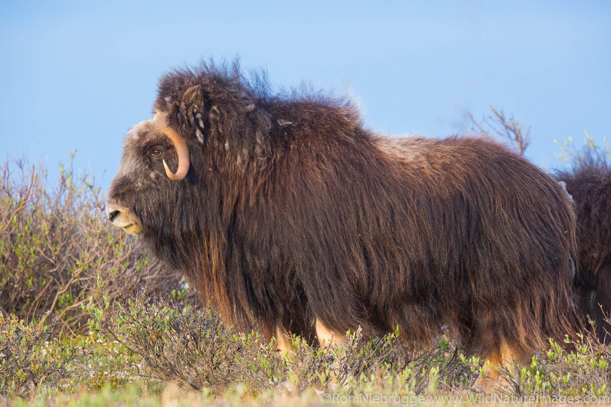Muskox (Ovibos moschatus), Arctic Alaska.
