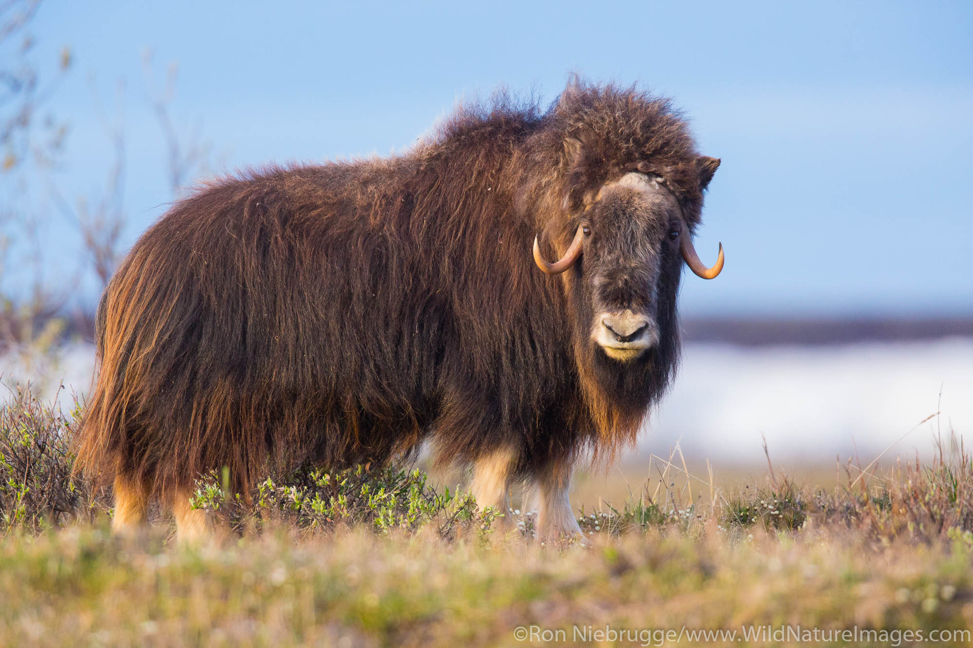 Muskox (Ovibos moschatus), Arctic Alaska.