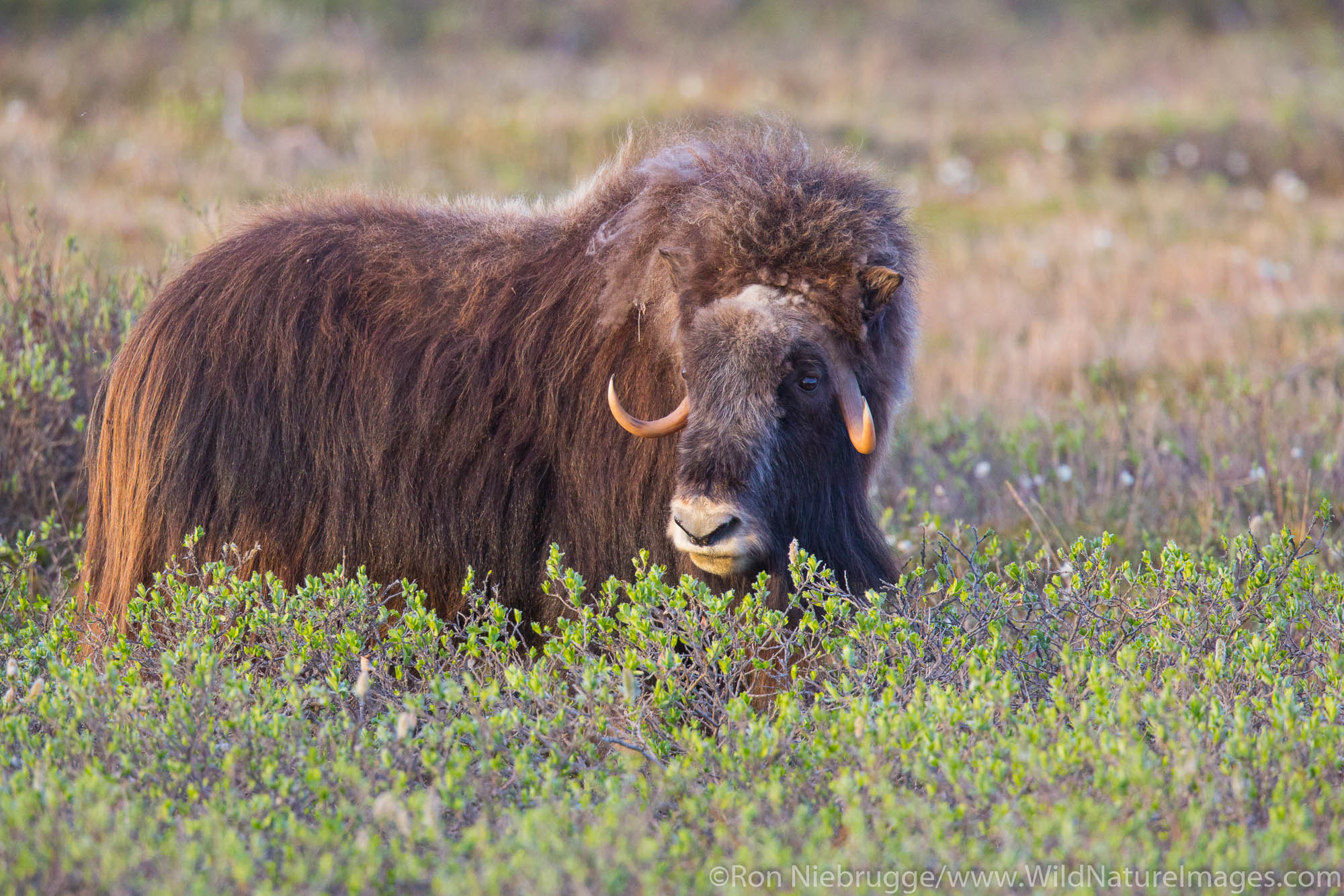 Muskox (Ovibos moschatus), Arctic Alaska.