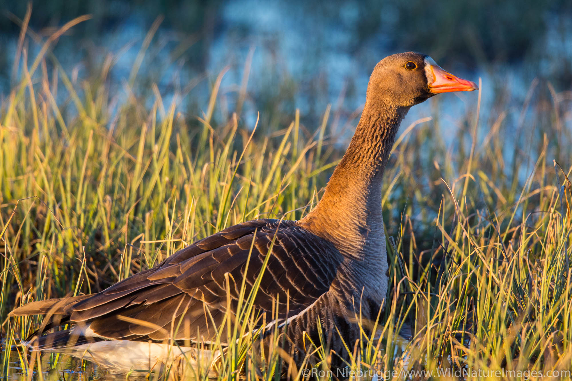 Greater white-fronted goose(Anser albifrons), Arctic Alaska.