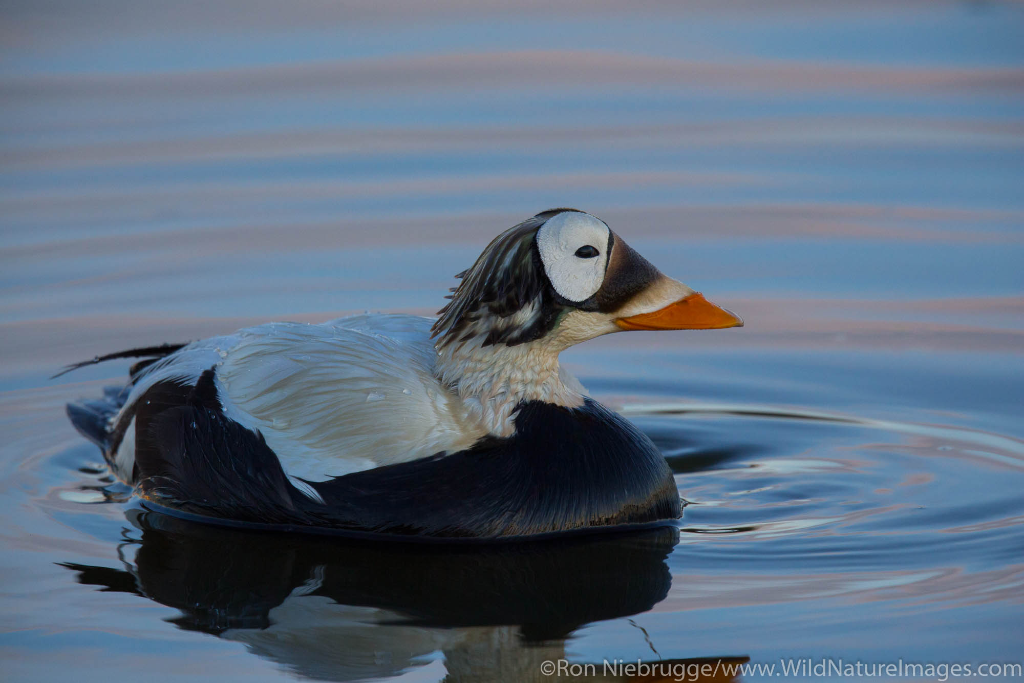 Spectacled eider (Somateria fischeri), Arctic, Alaska.