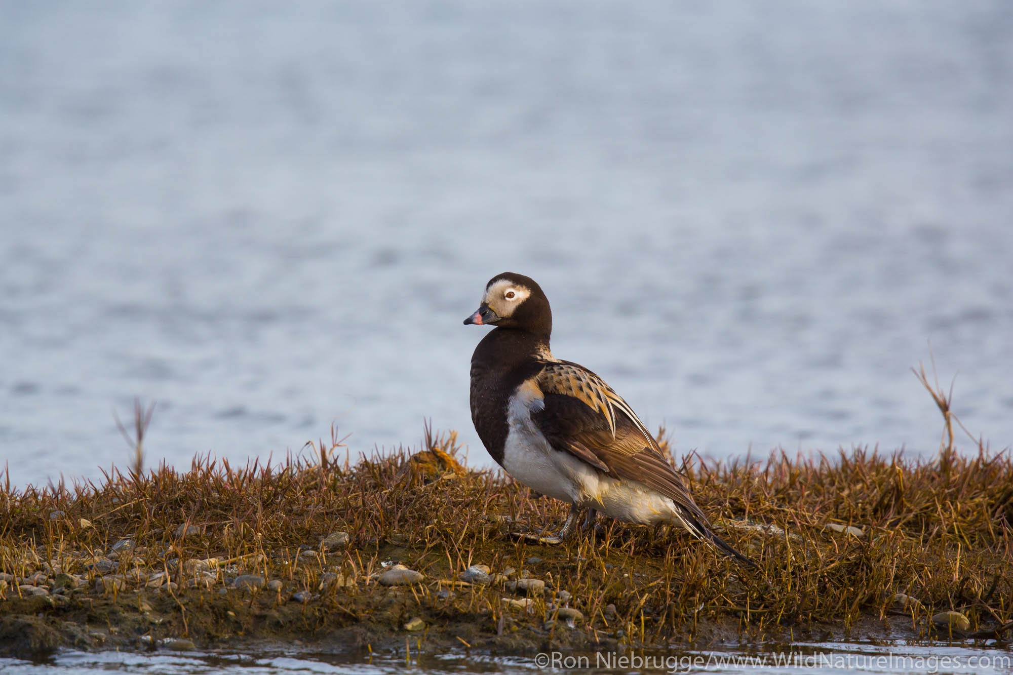 Long-tailed duck (Clangula hyemalis), once known as oldsquaw, Arctic Alaska.