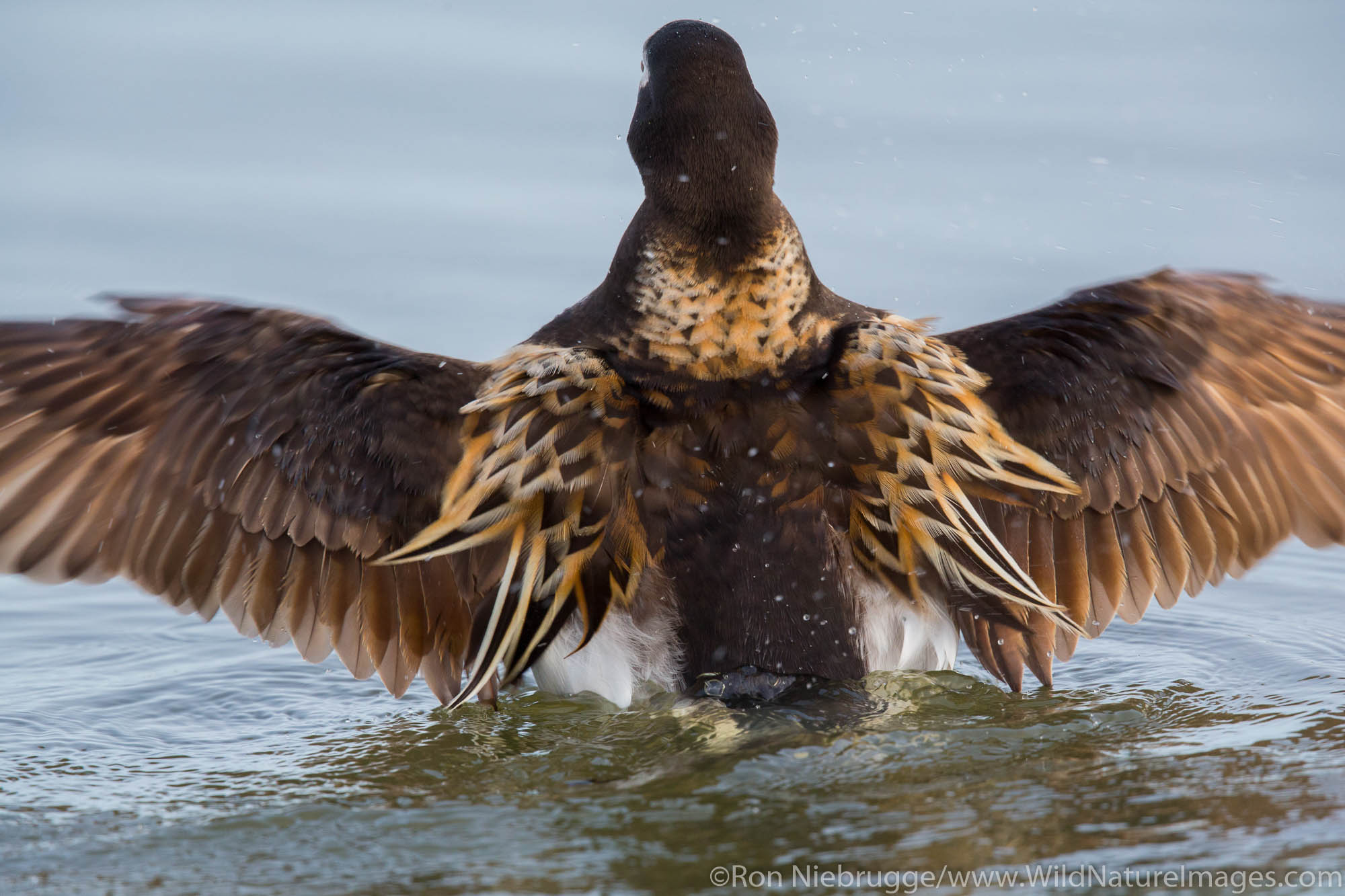 Long-tailed duck (Clangula hyemalis), once known as oldsquaw, Arctic Alaska.