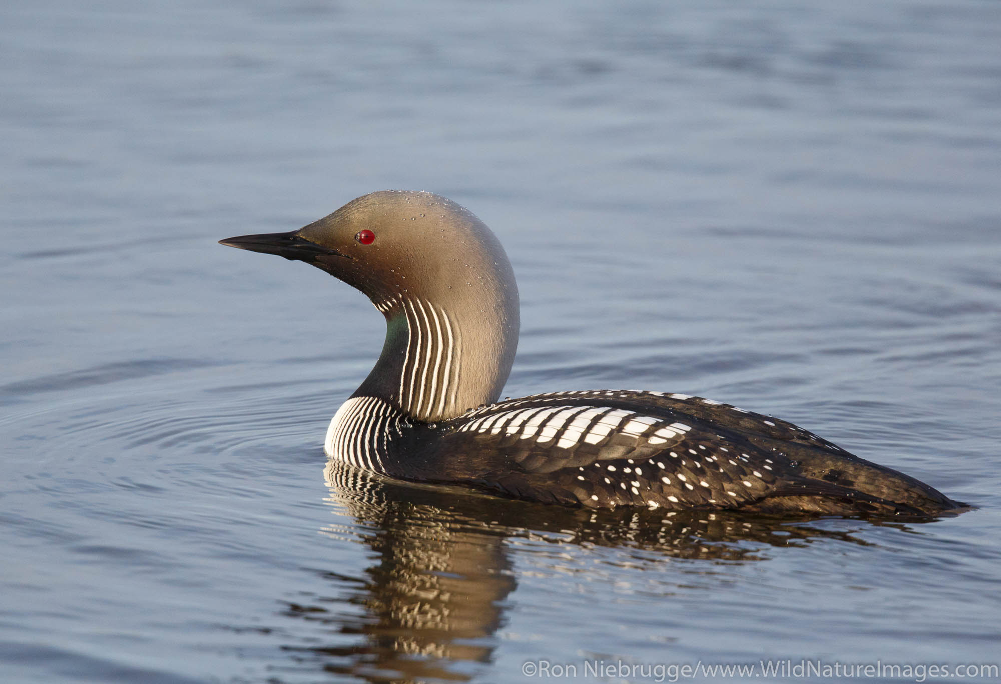 Pacific loon or Pacific diver (Gavia pacifica) Arctic Alaska.
