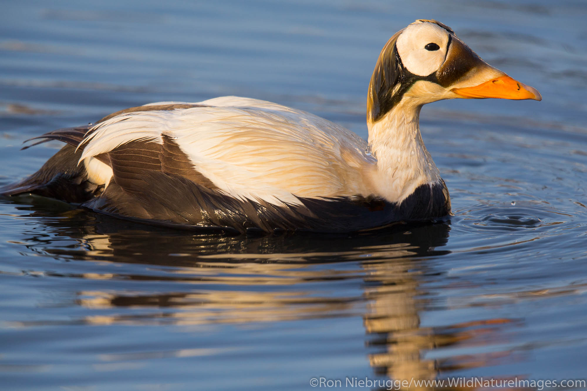 Spectacled eider (Somateria fischeri) Arctic Alaska.