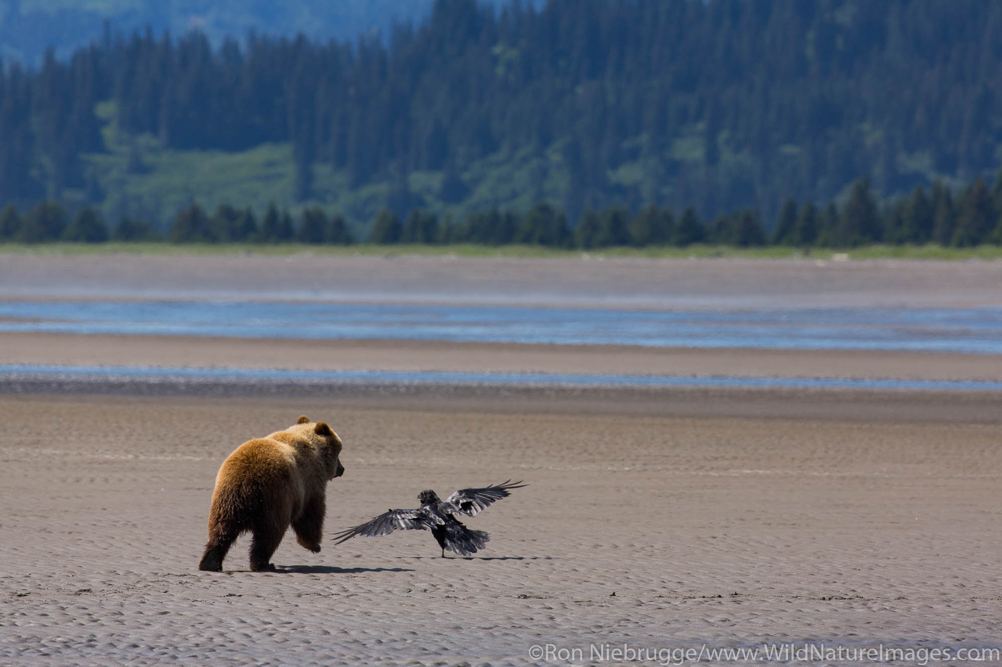 A Brown or Grizzly Bear, Lake Clark National Park, Alaska.