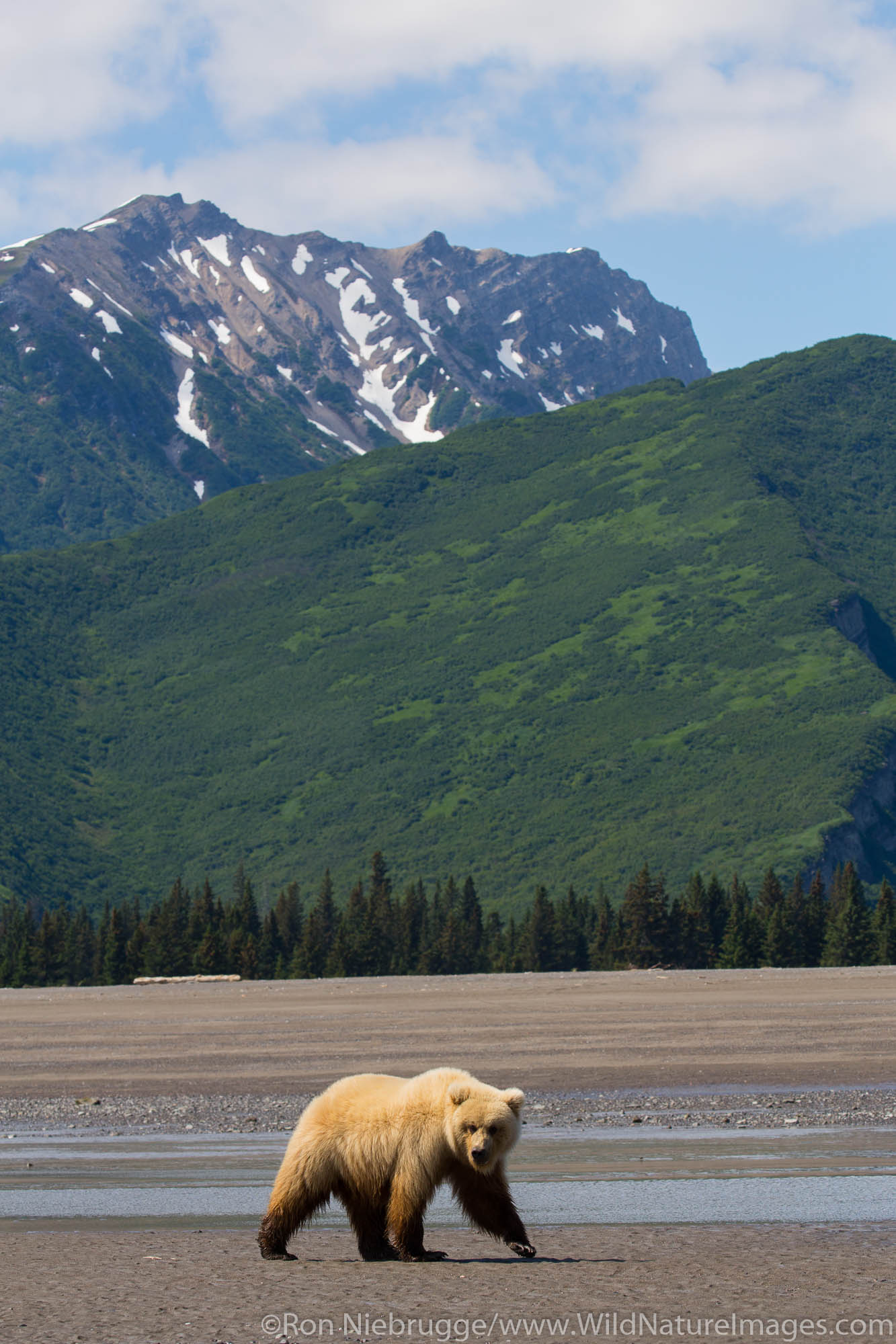 A Brown or Grizzly Bear, Lake Clark National Park, Alaska.