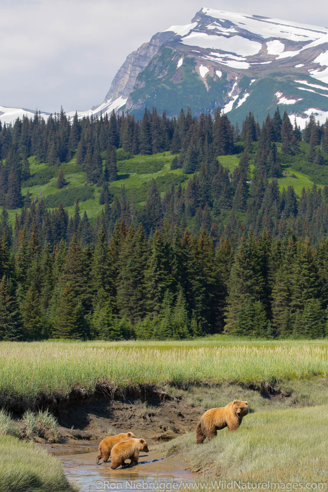 A Brown or Grizzly Bear, Lake Clark National Park, Alaska.