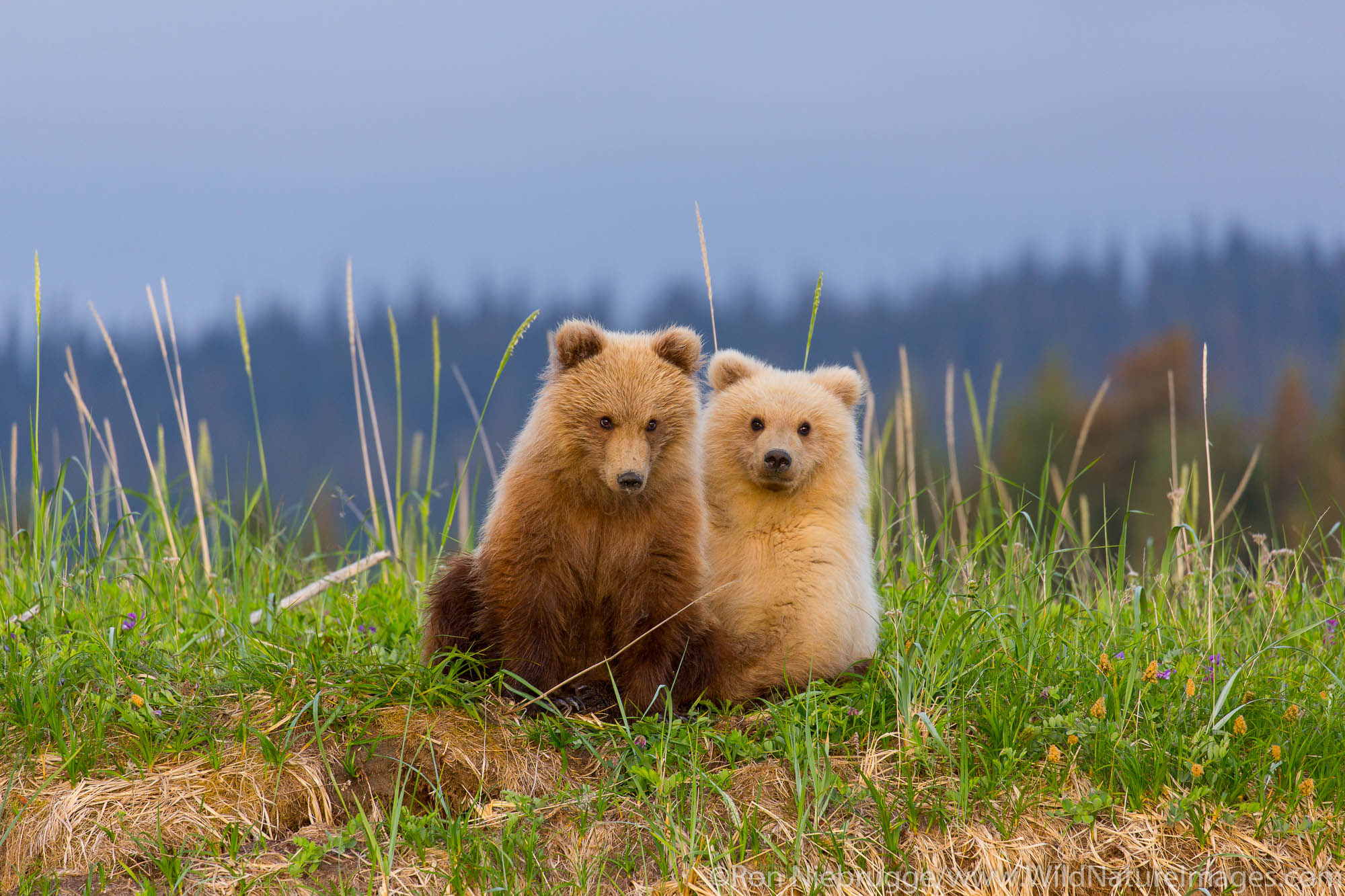 Grizzly Bear Cubs Lake Clark National Park, Alaska. Photos by Ron