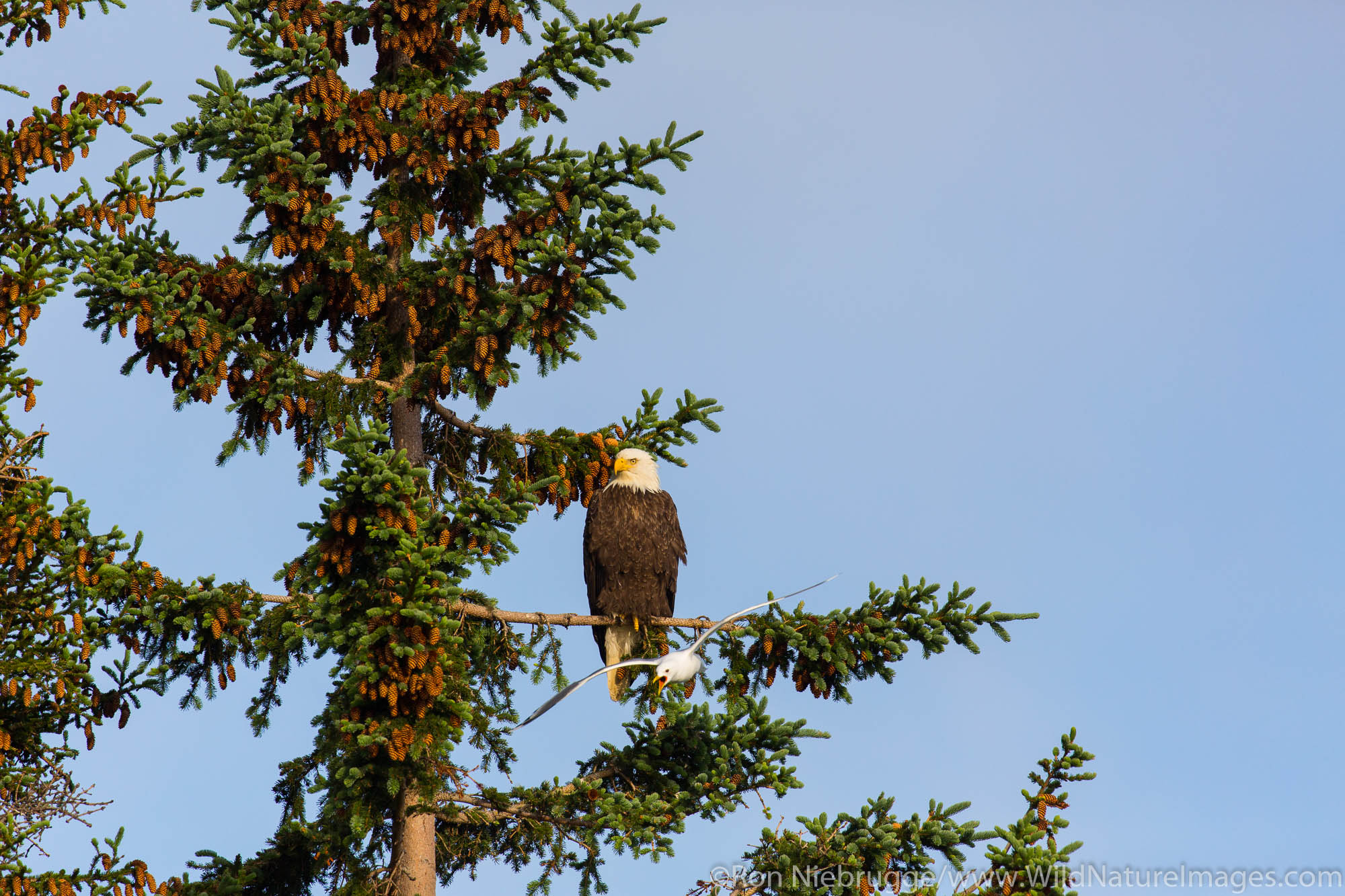 Bald Eagle, Lake Clark National Park, Alaska.