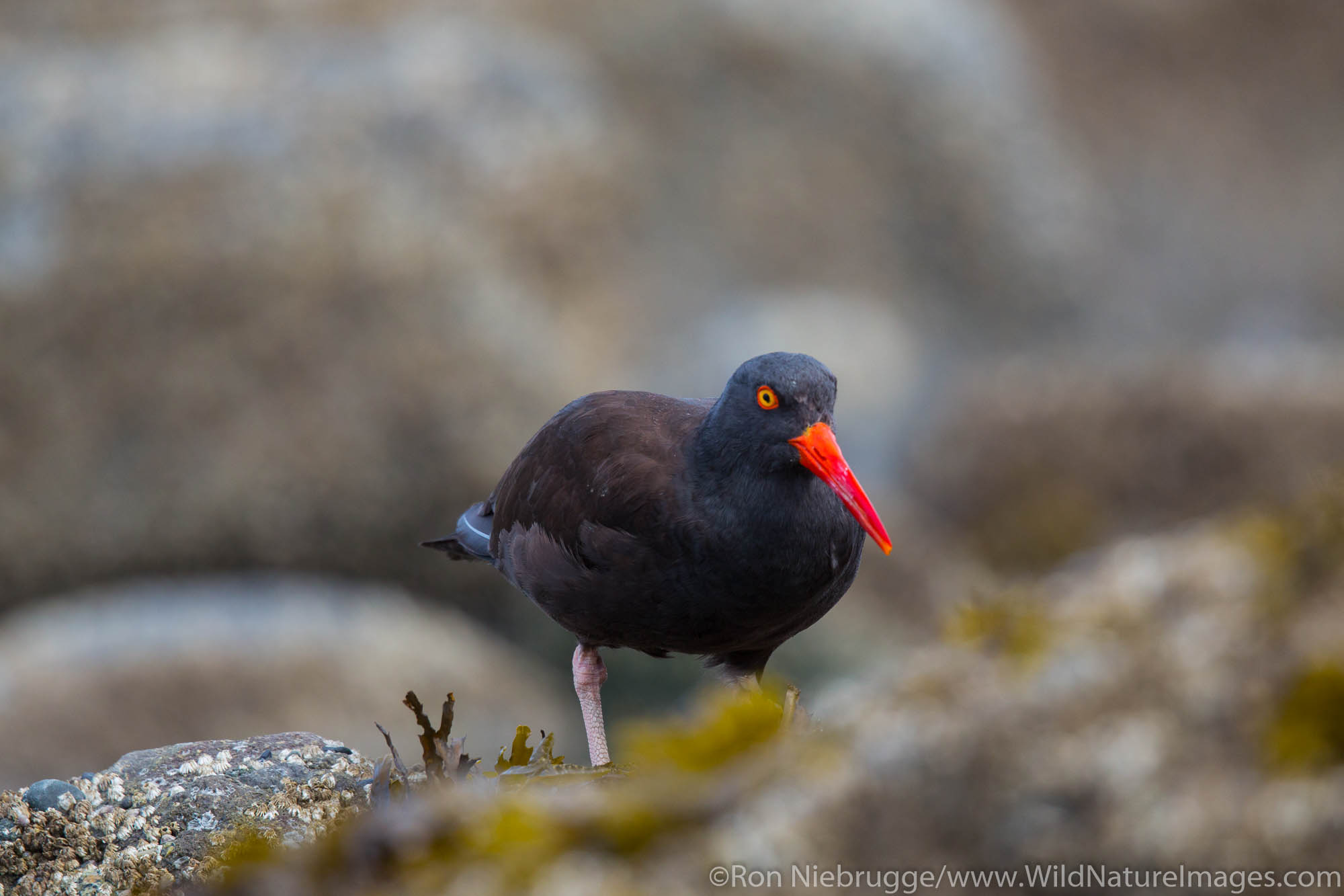 Black oystercatcher, Lake Clark National Park, Alaska.