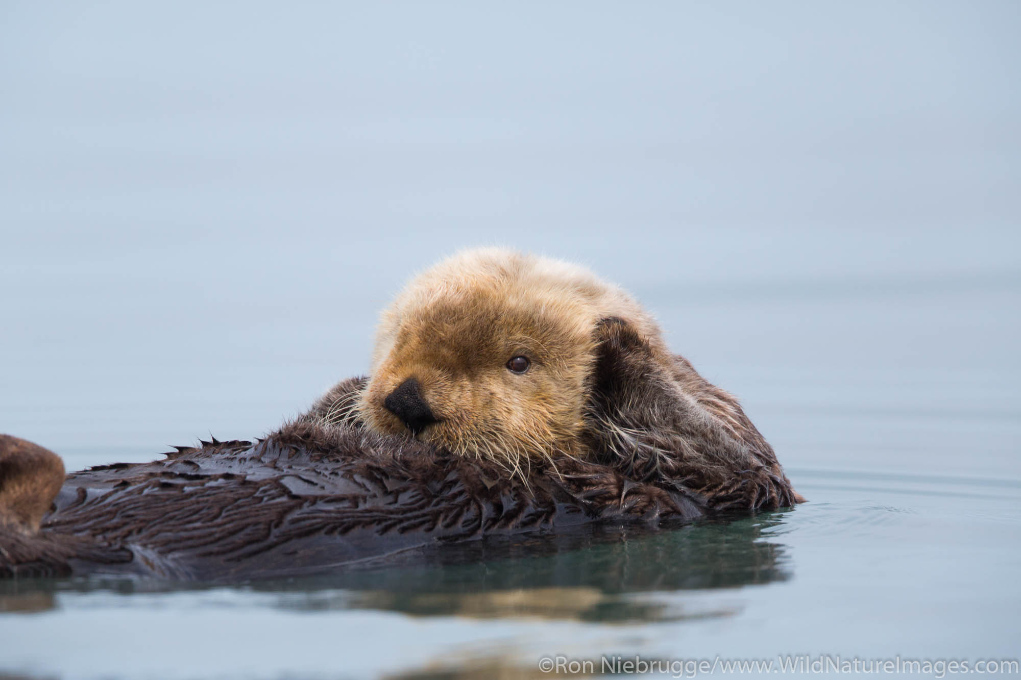 A sea otter, off the coast of Lake Clark National Park, Alaska.