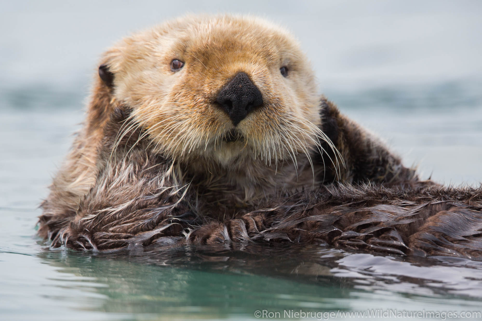 A sea otter, off the coast of Lake Clark National Park, Alaska.