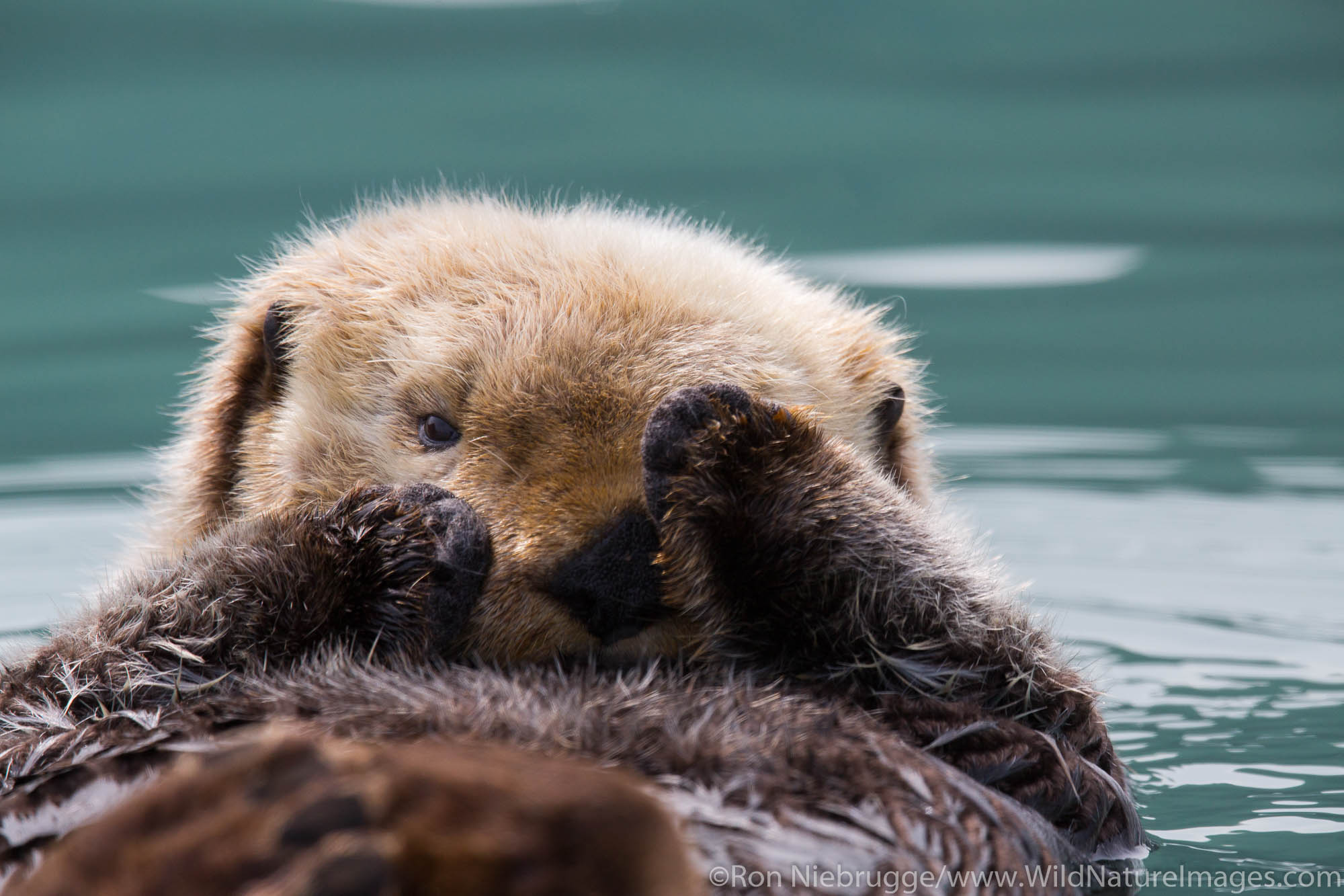 A sea otter, off the coast of Lake Clark National Park, Alaska.