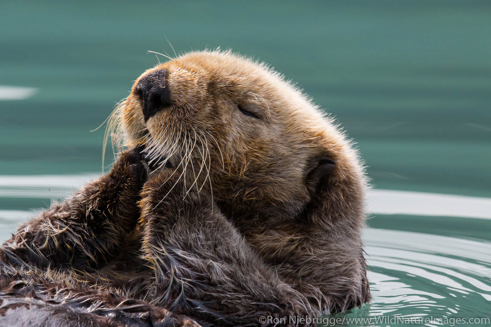 A sea otter, off the coast of Lake Clark National Park, Alaska.