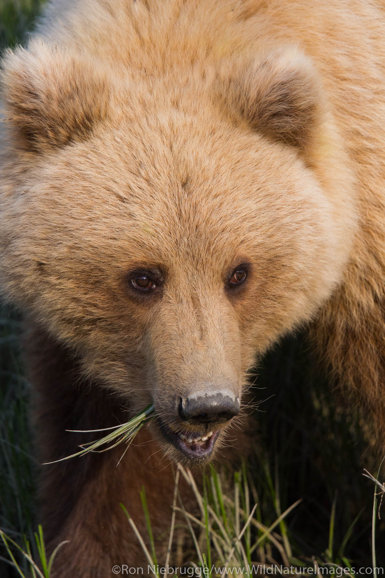 A Brown or Grizzly Bear, Lake Clark National Park, Alaska.