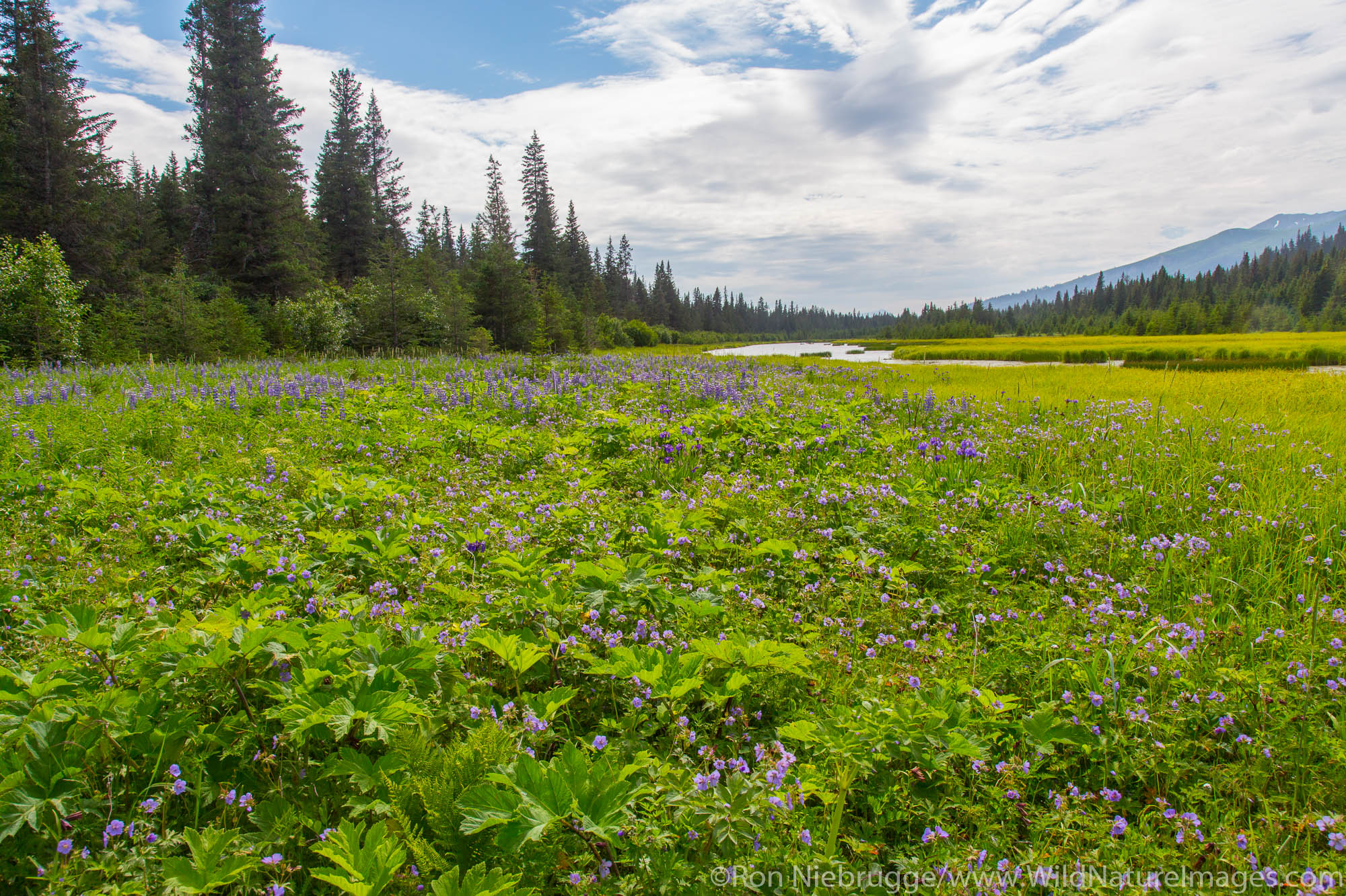 Meadow of wildflowers, Lake Clark National Park, Alaska.