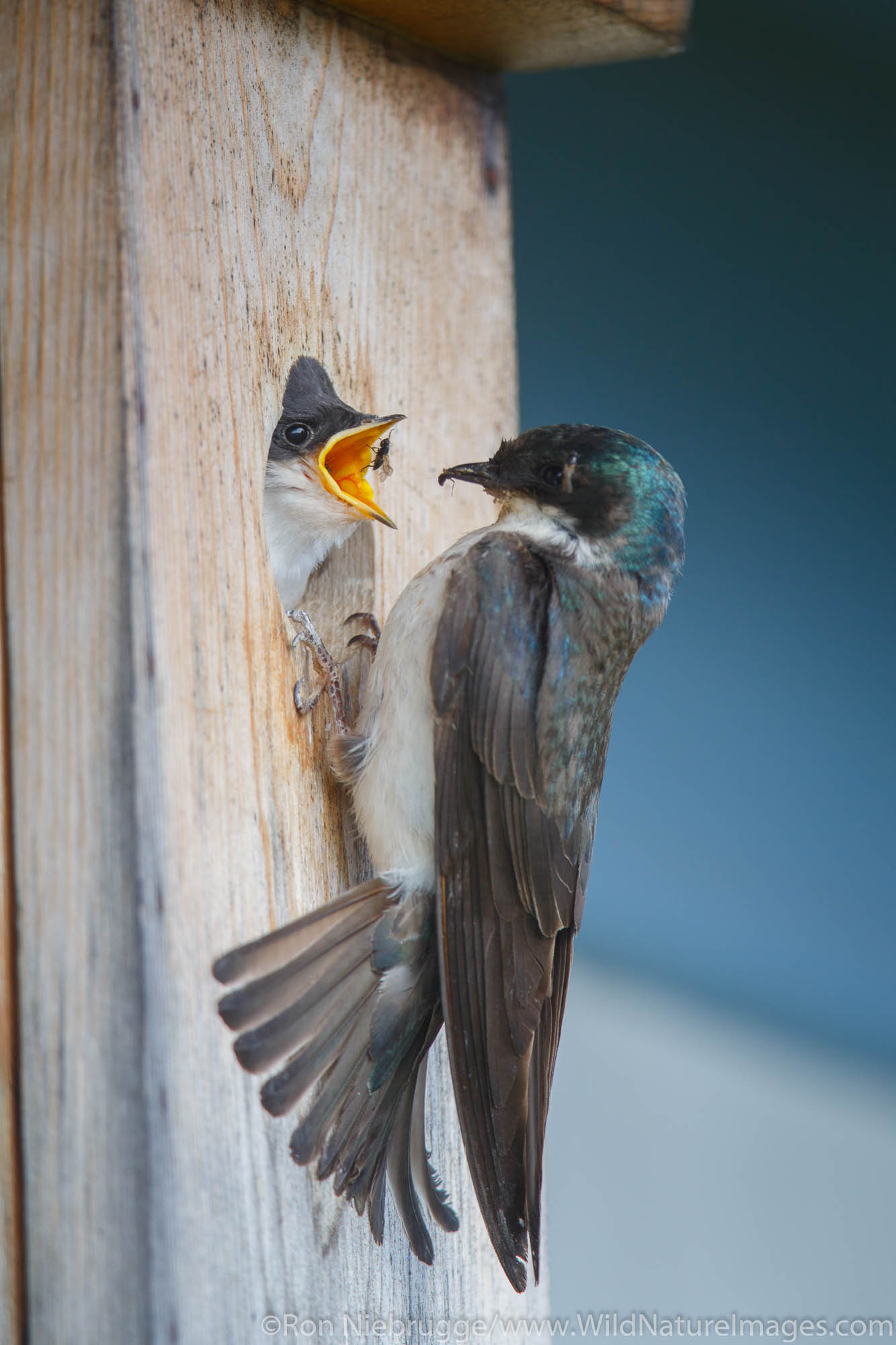 Tree Swallow, Seward, Alaska.