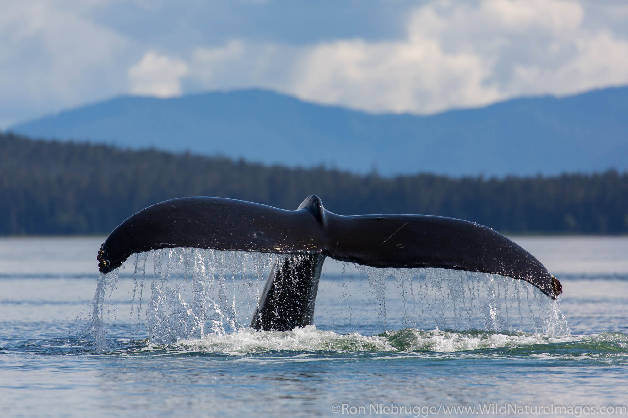 Humpback whale, Tongass National Forest, Alaska.