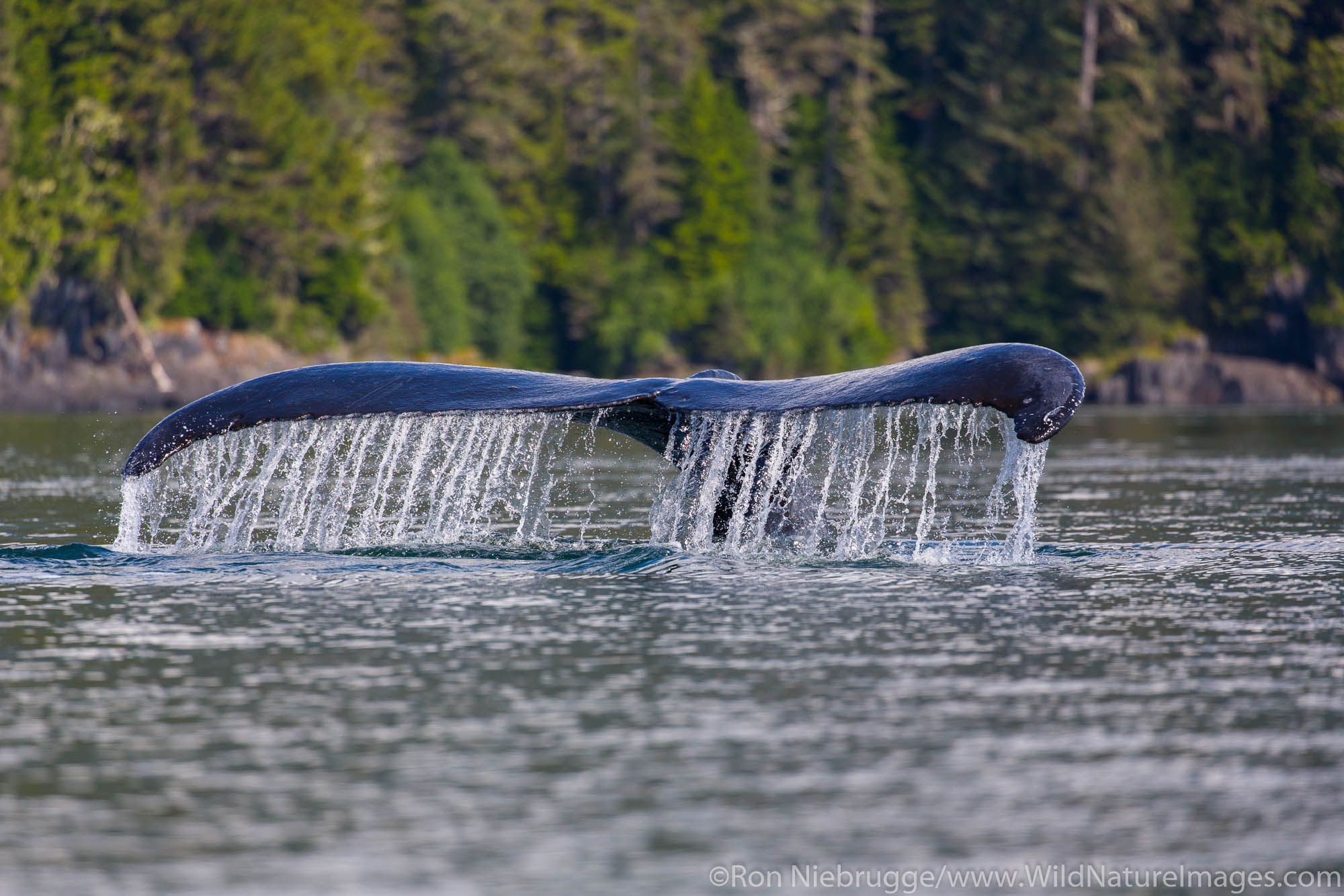 Humpback whale, Tongass National Forest, Alaska.