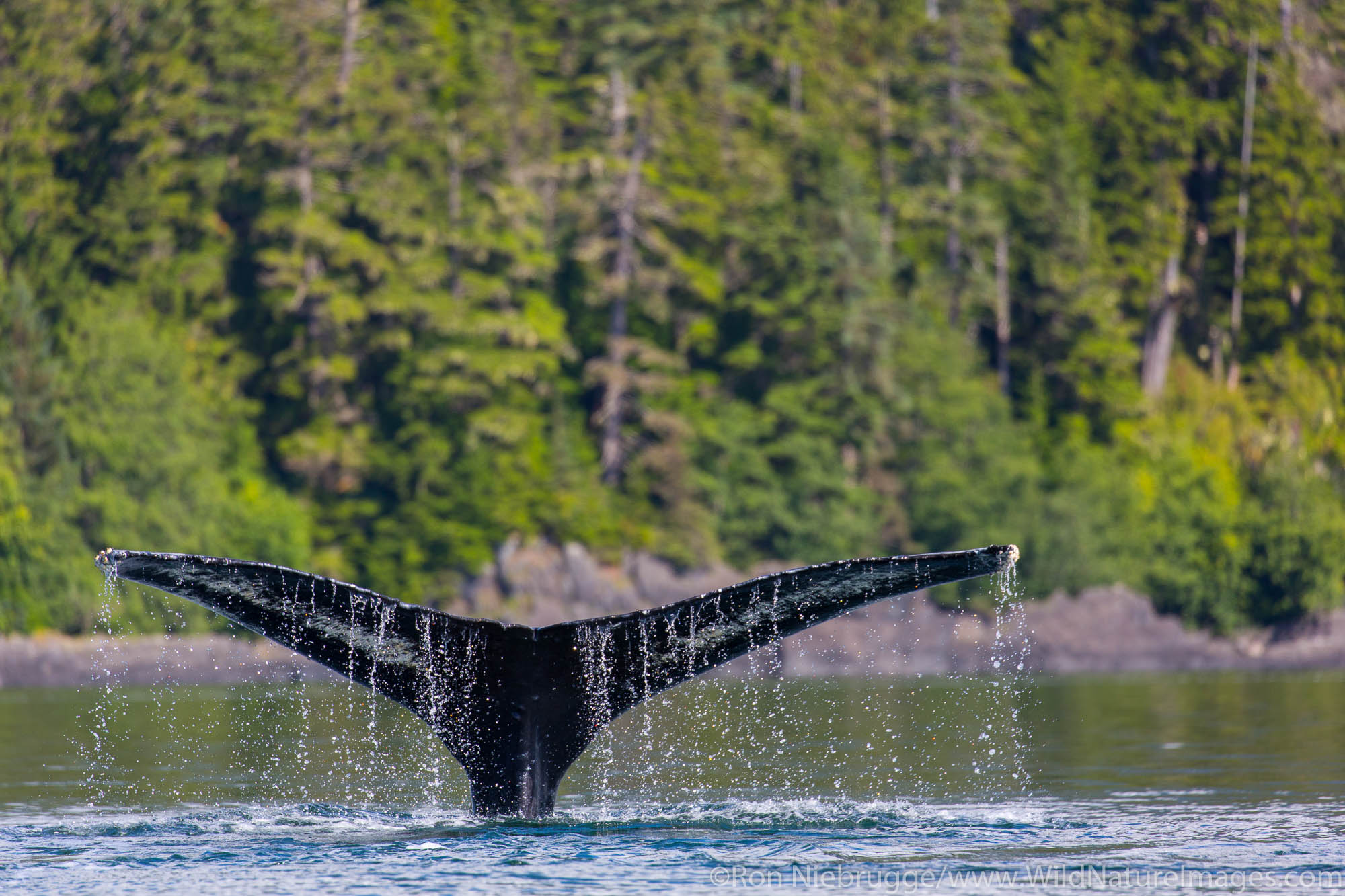 Humpback whale, Tongass National Forest, Alaska.