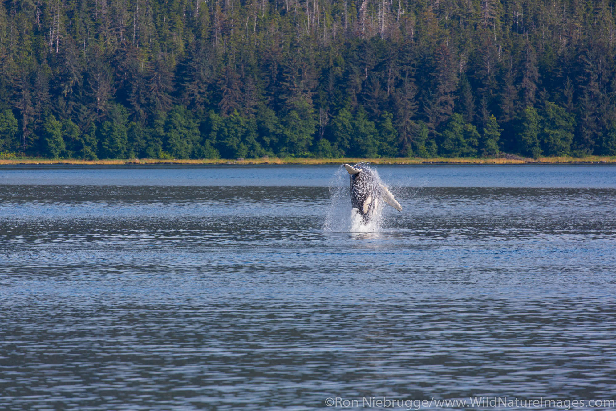 Humpback whale, Tongass National Forest, Alaska.