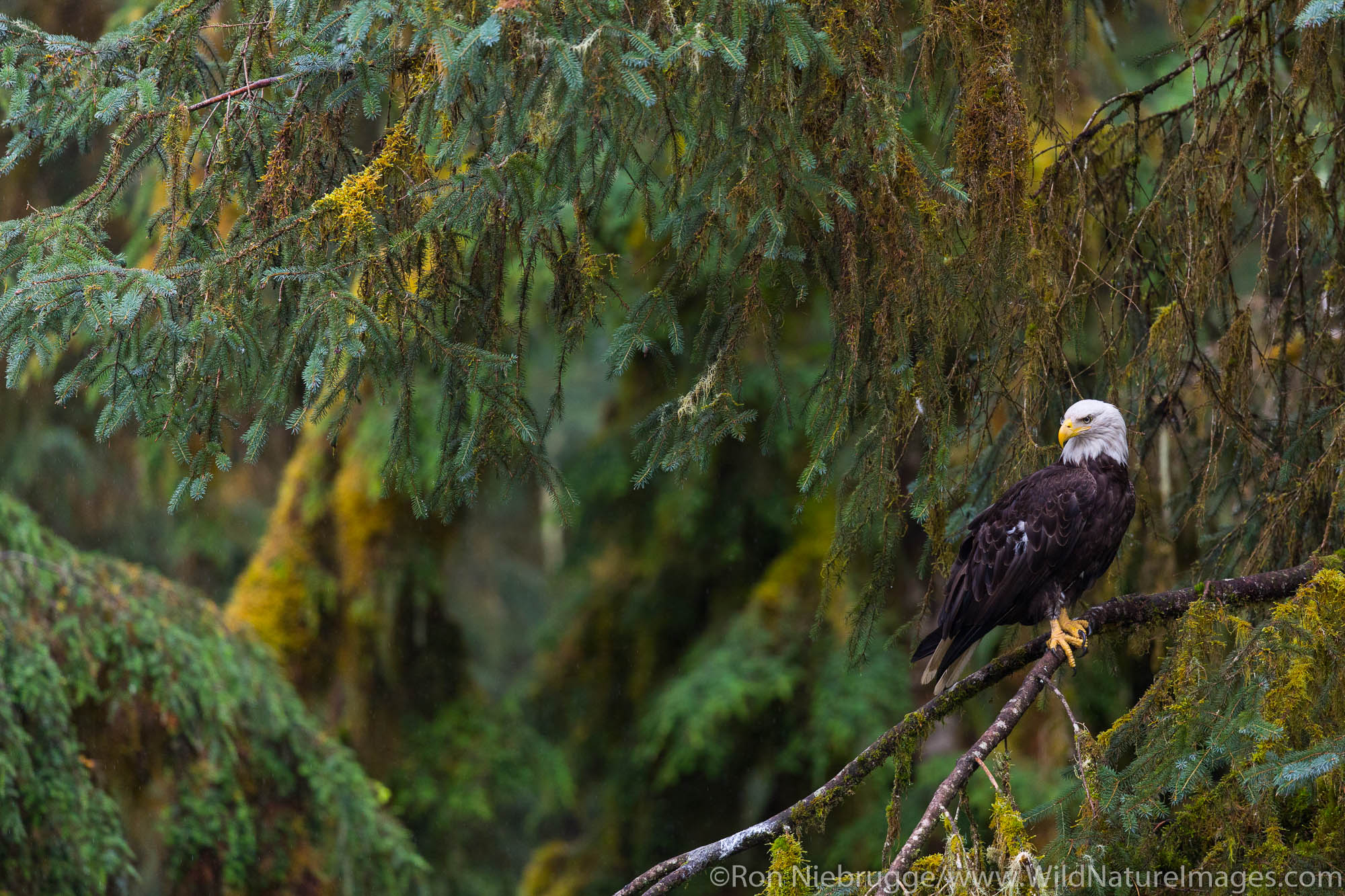 Bald Eagle, Tongass National Forest, Alaska.