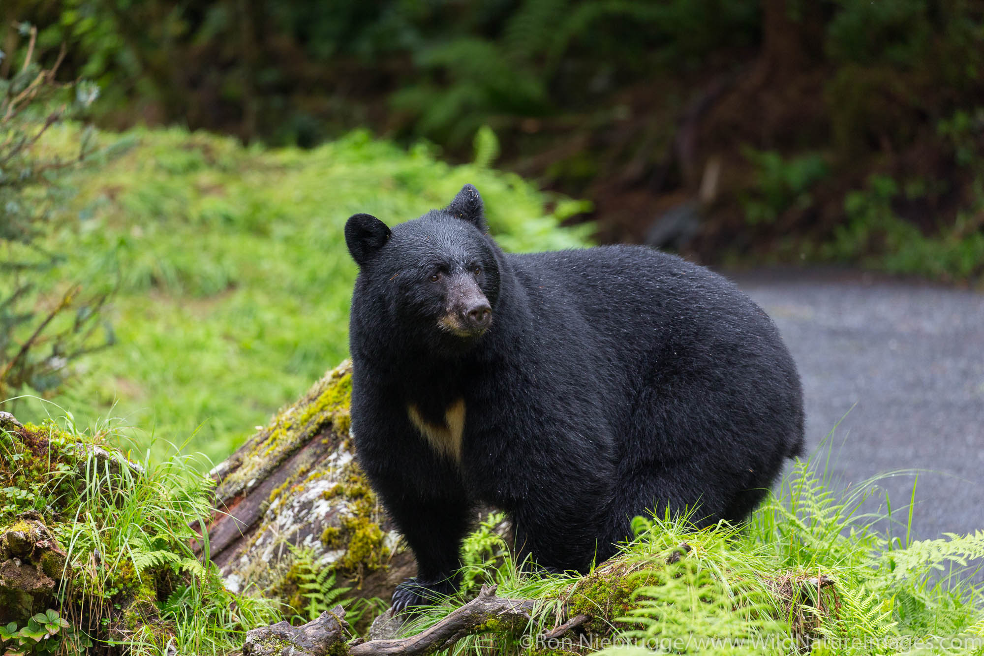 Anan Creek Wildlife Viewing Site, Tongass National Forest, Alaska.