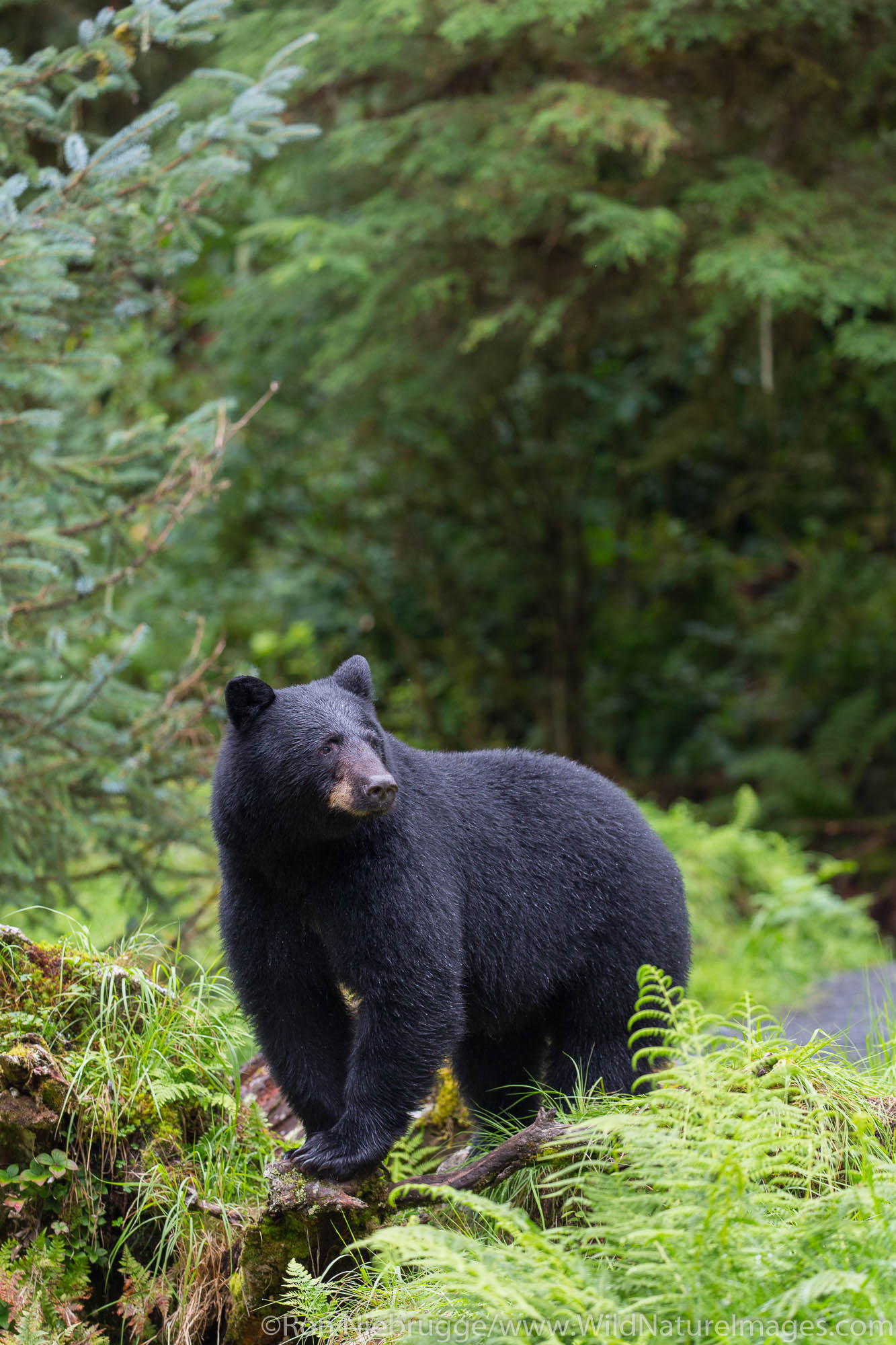 Anan Creek Wildlife Viewing Site, Tongass National Forest, Alaska.