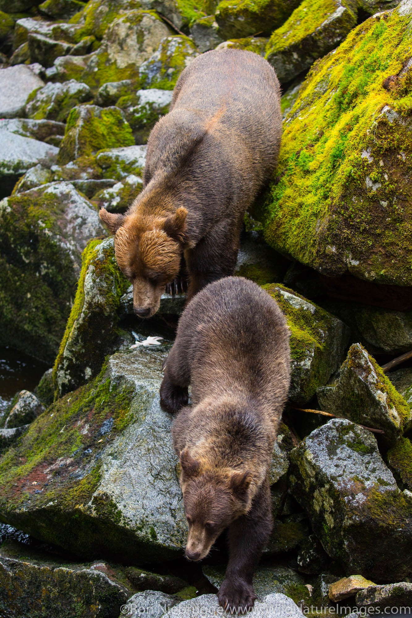 Anan Creek Wildlife Viewing Site, Tongass National Forest, Alaska.