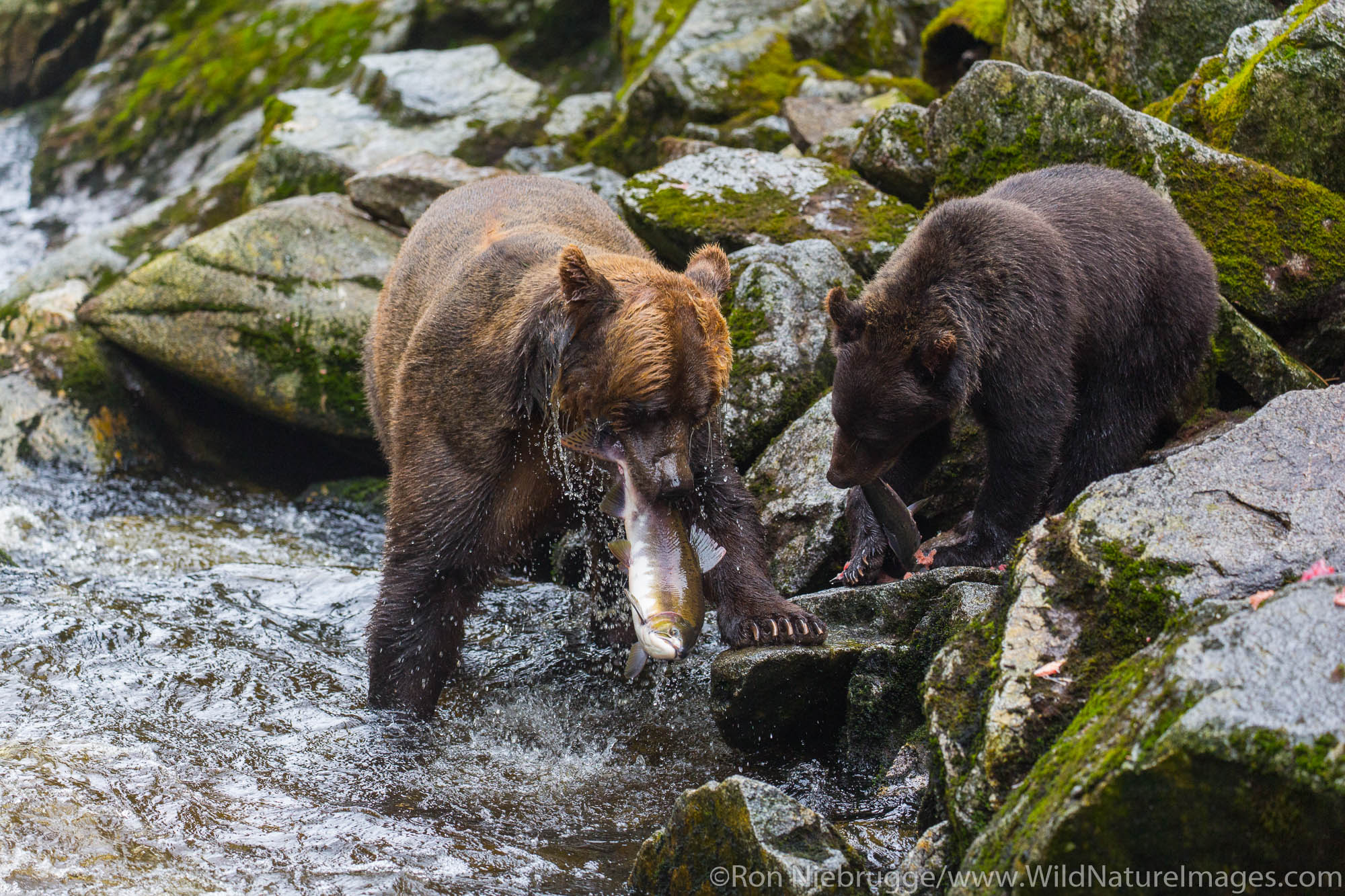 Anan Creek Wildlife Viewing Site, Tongass National Forest, Alaska.