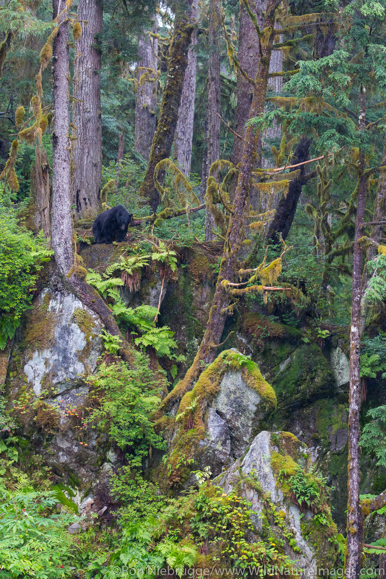 Anan Creek Wildlife Viewing Site, Tongass National Forest, Alaska.