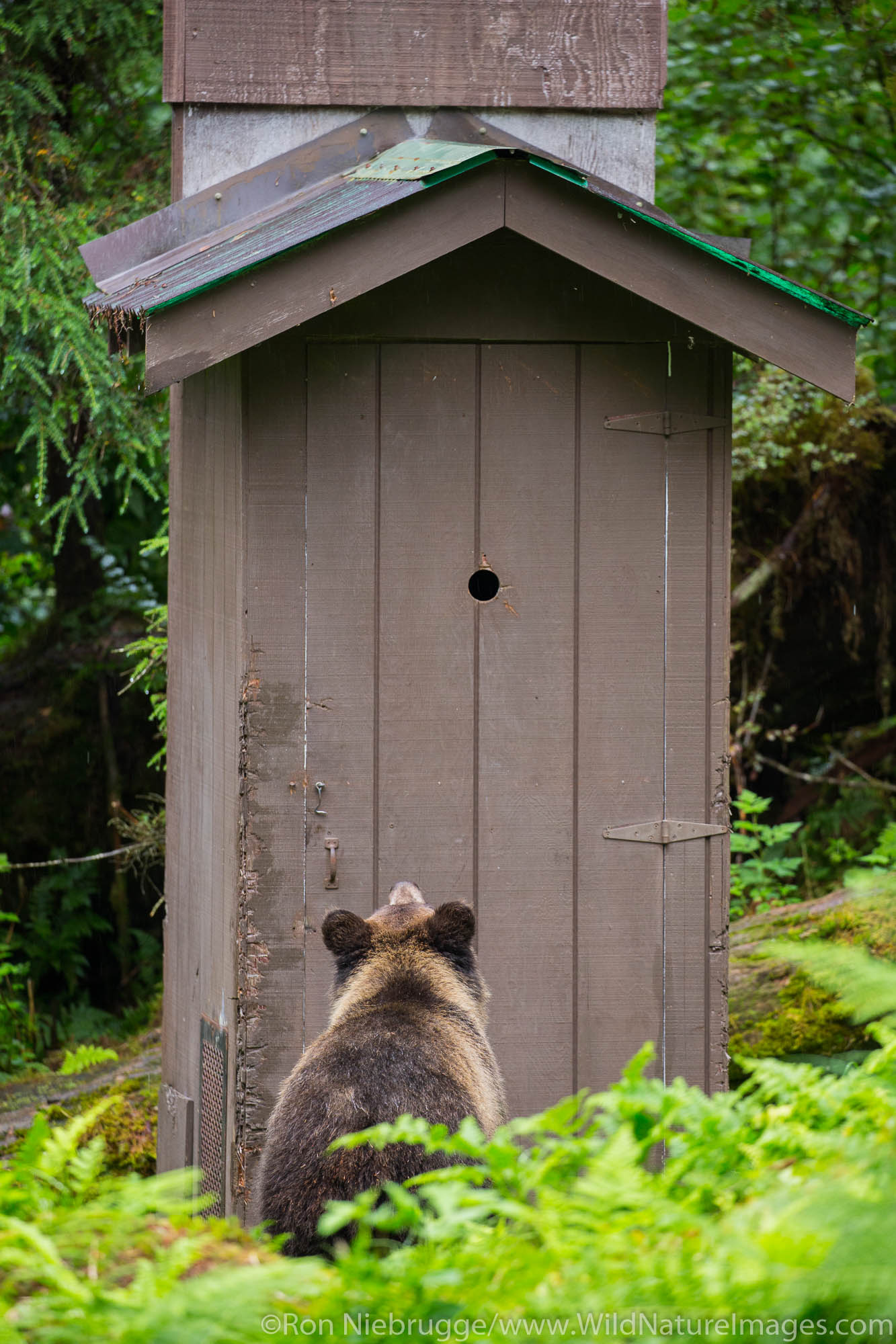 Anan Creek Wildlife Viewing Site, Tongass National Forest, Alaska.