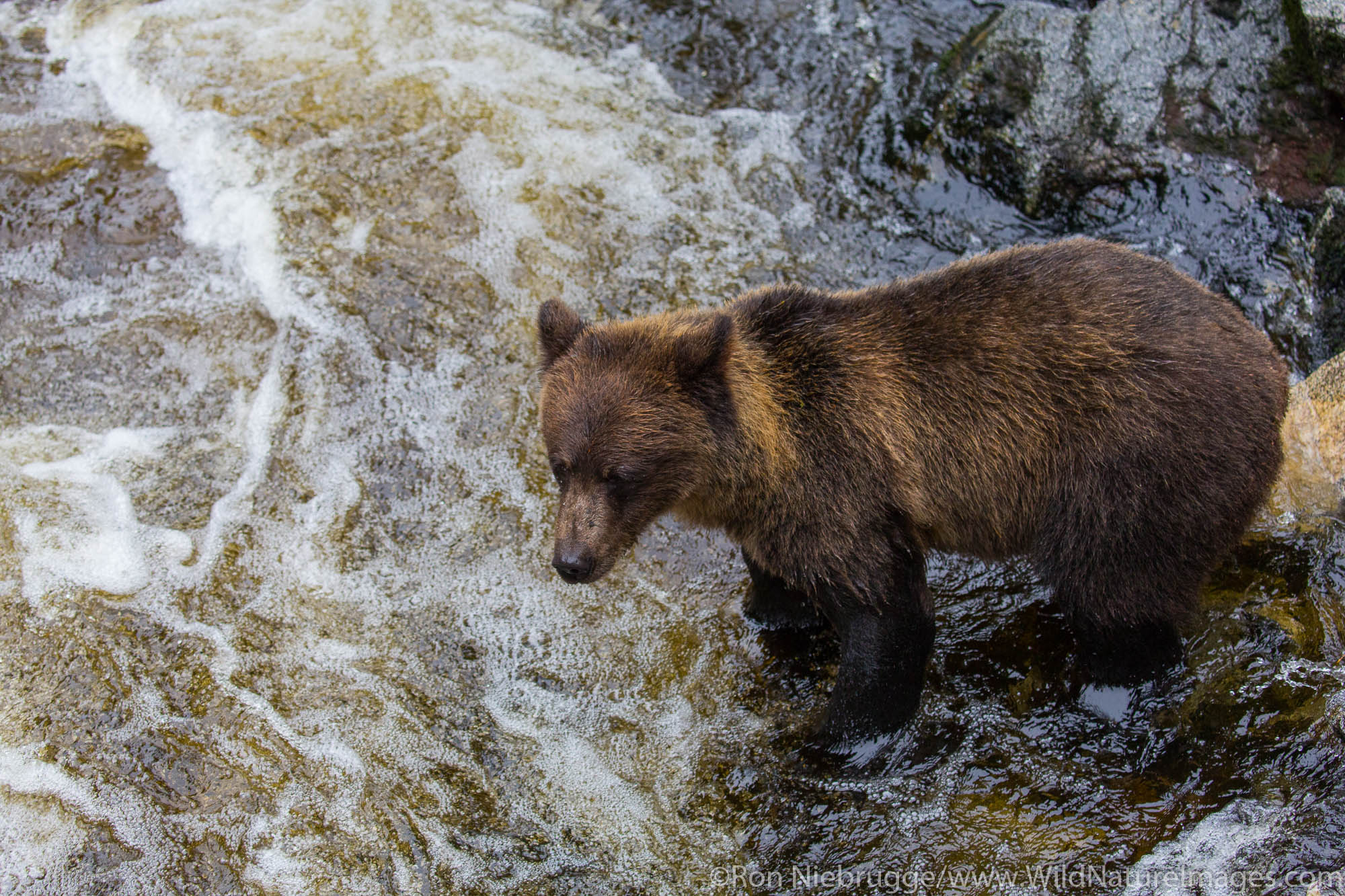 Anan Creek Wildlife Viewing Site, Tongass National Forest, Alaska.