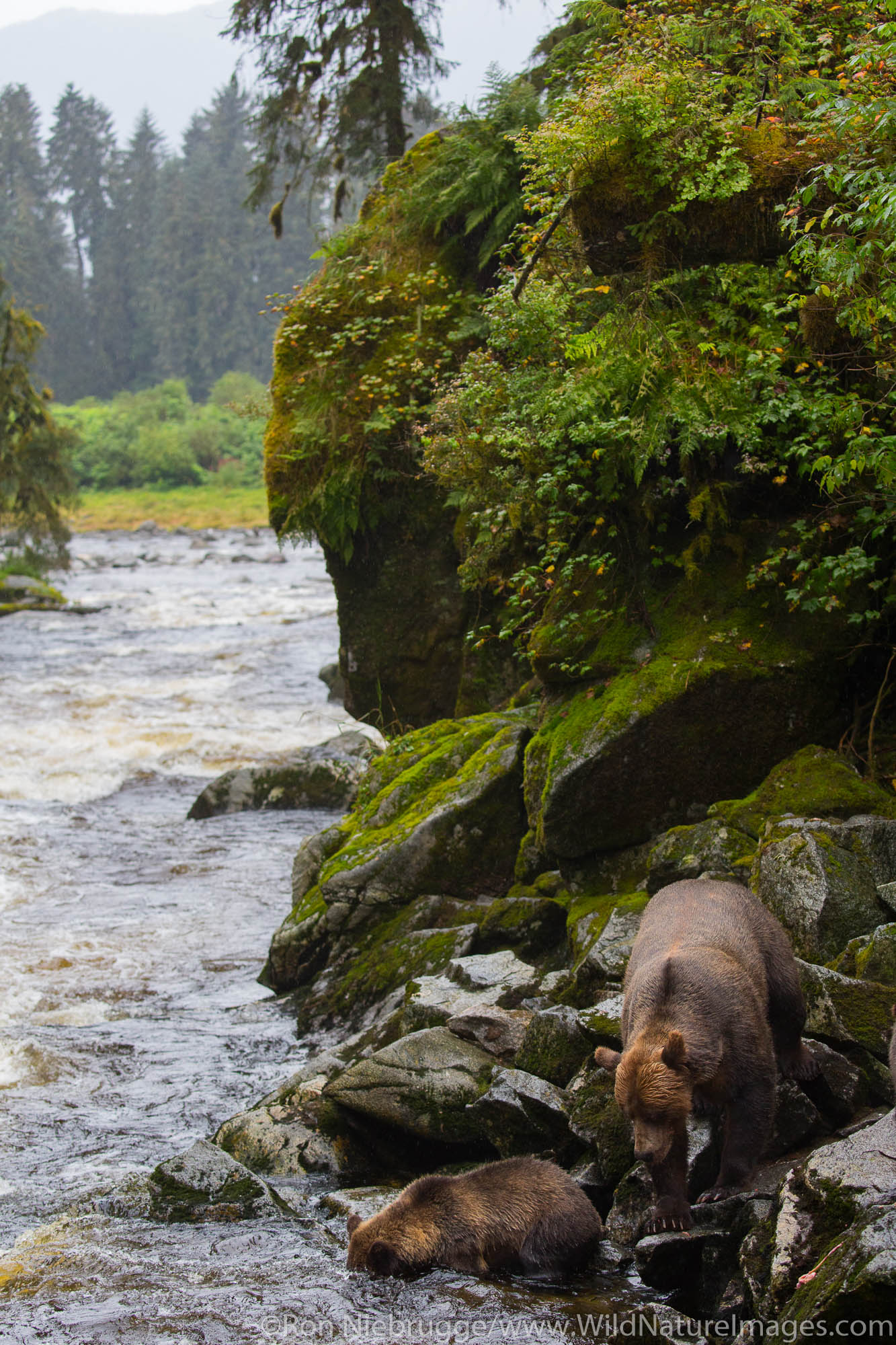 Anan Creek Wildlife Viewing Site, Tongass National Forest, Alaska.