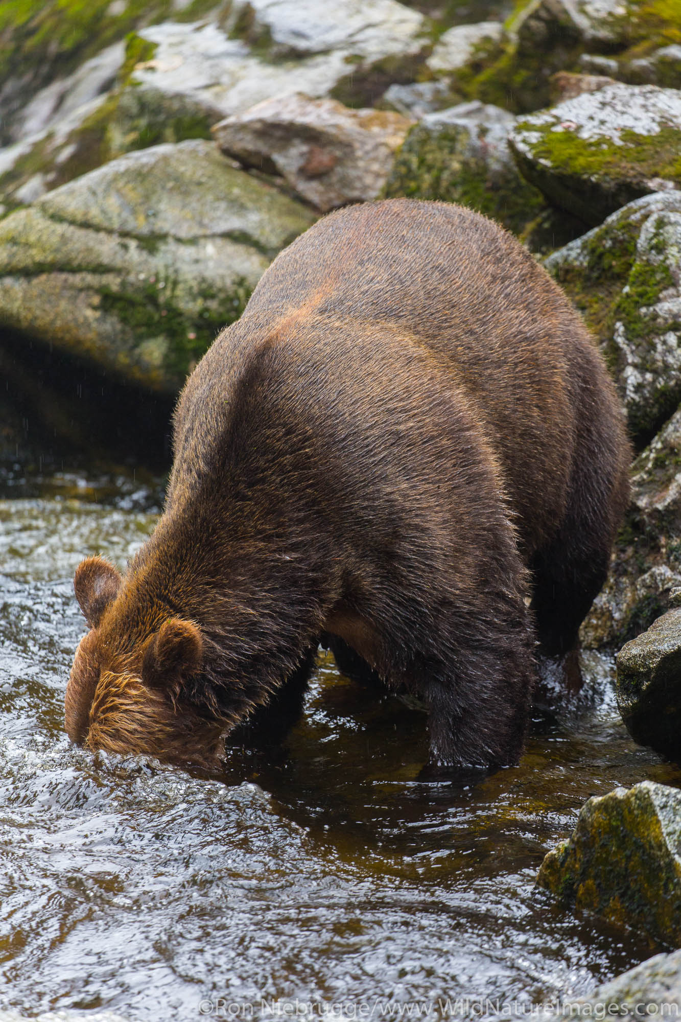 Anan Creek Wildlife Viewing Site, Tongass National Forest, Alaska.