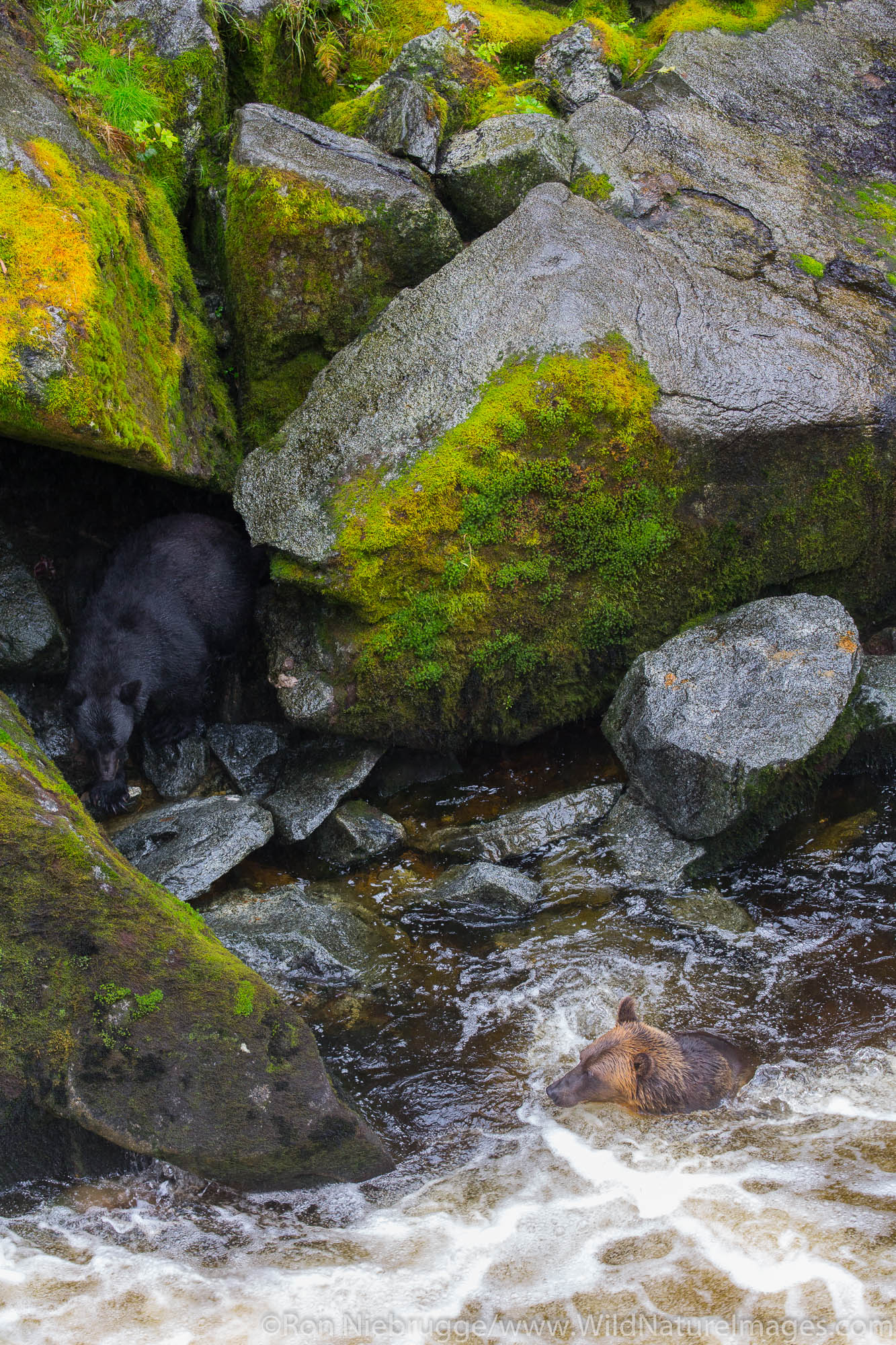 Anan Creek Wildlife Viewing Site, Tongass National Forest, Alaska.