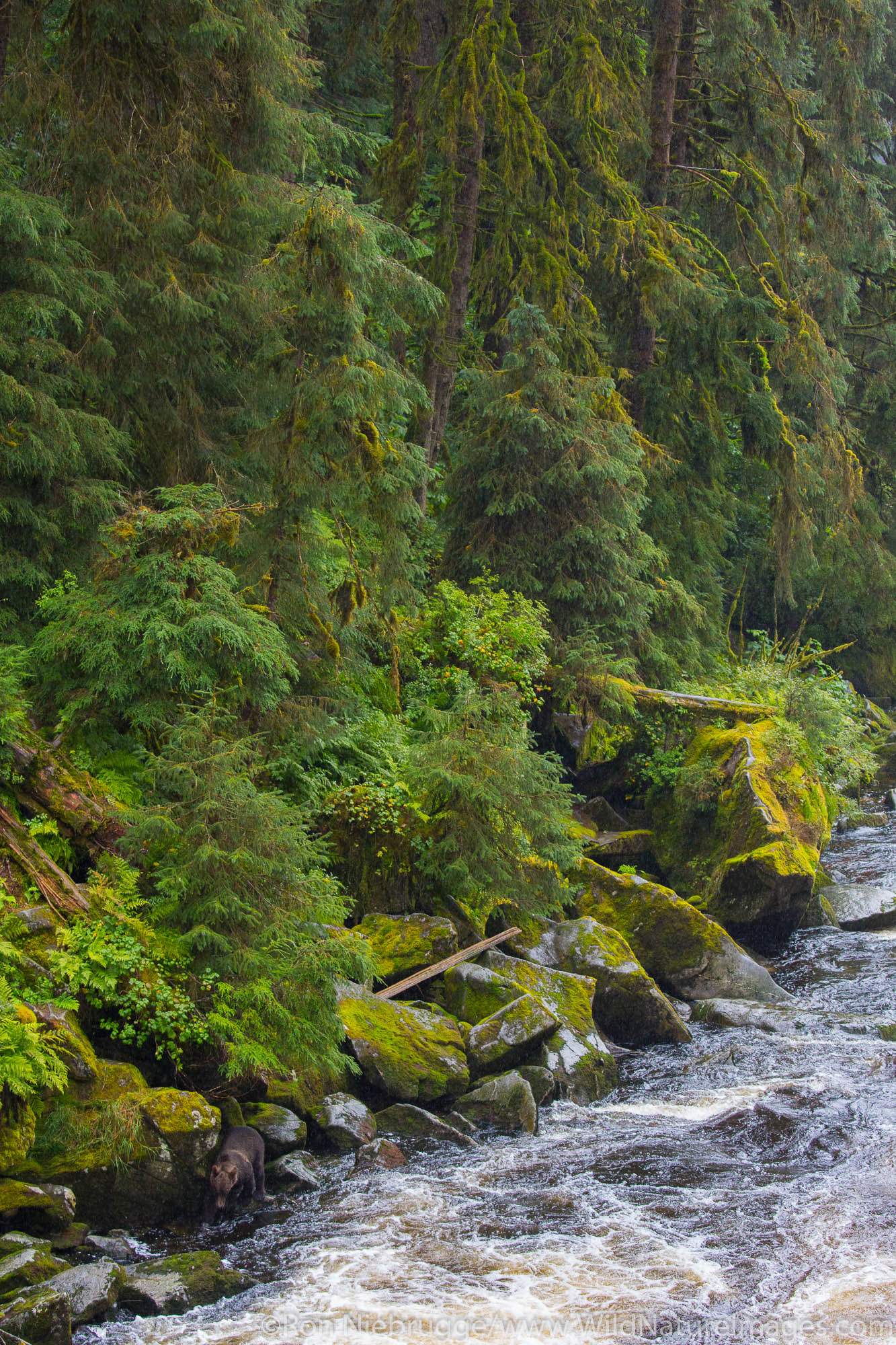 Anan Creek Wildlife Viewing Site, Tongass National Forest, Alaska.