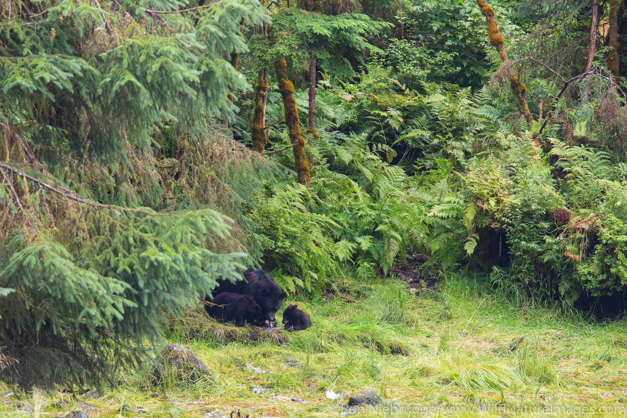 Neets Bay, Tongass National Forest, Alaska.
