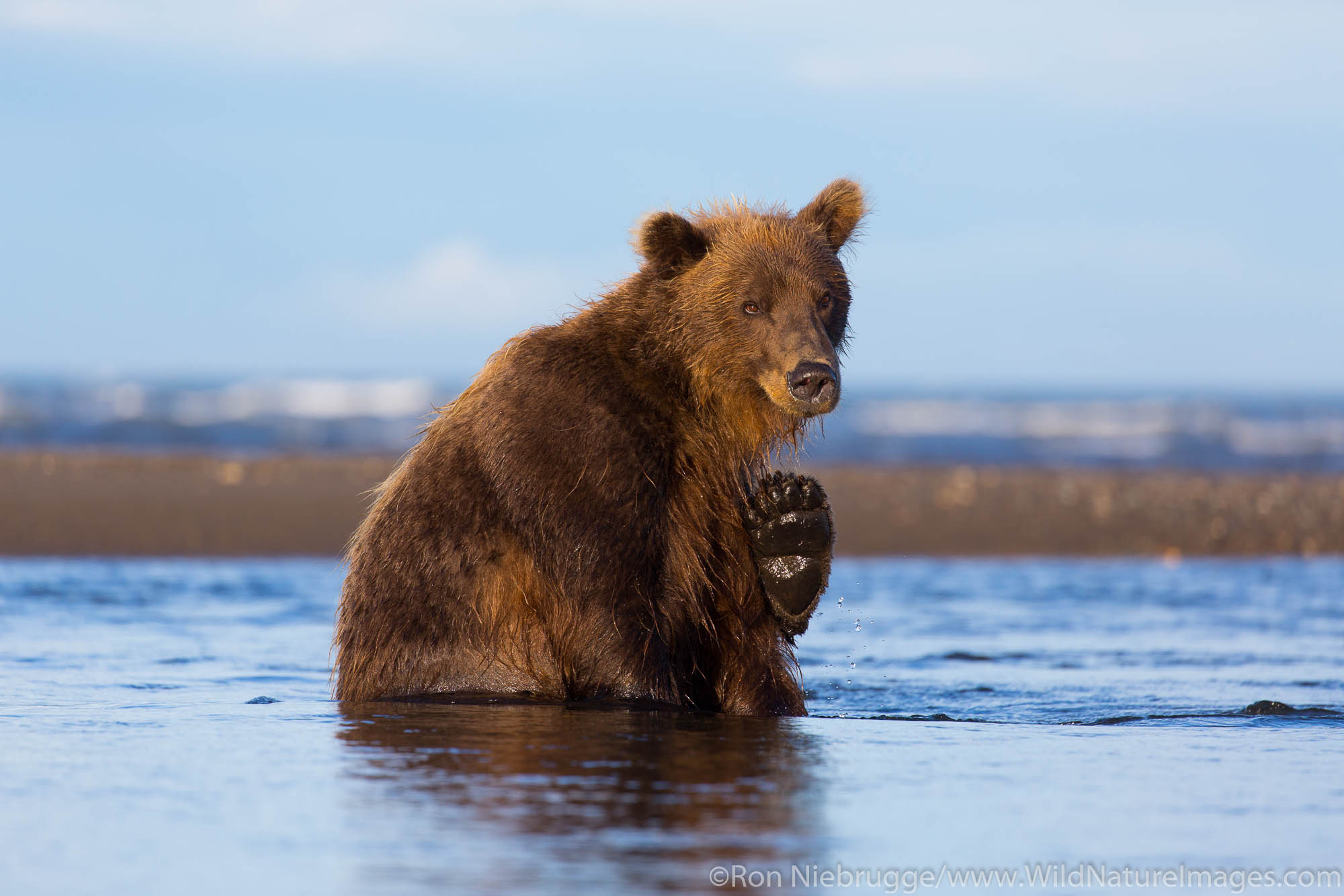 Brown / Grizzly Bear, Lake Clark National Park, Alaska.