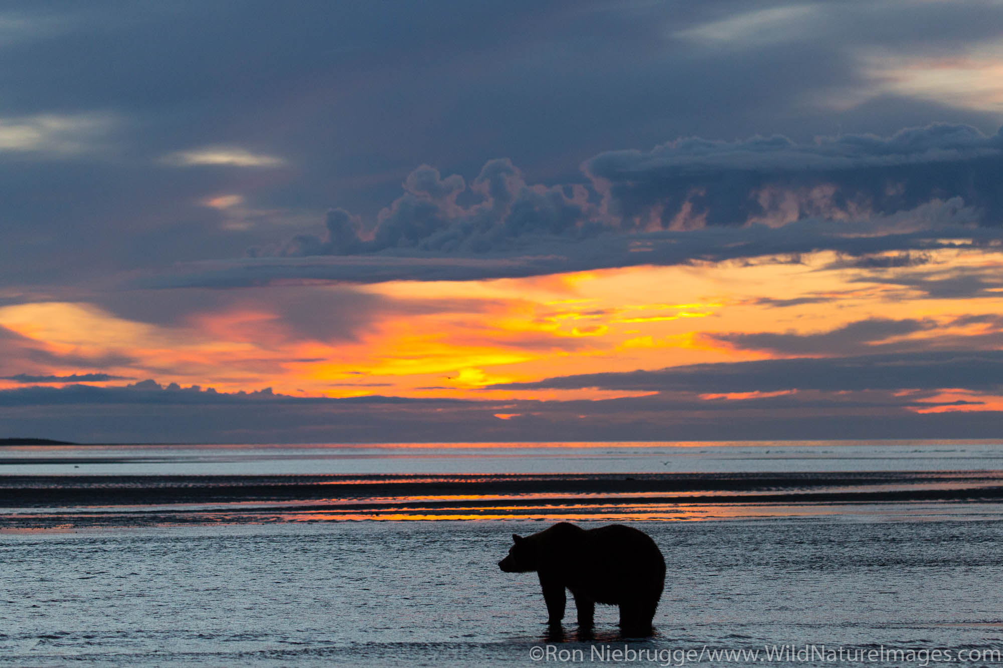 Brown / Grizzly Bear, Lake Clark National Park, Alaska.