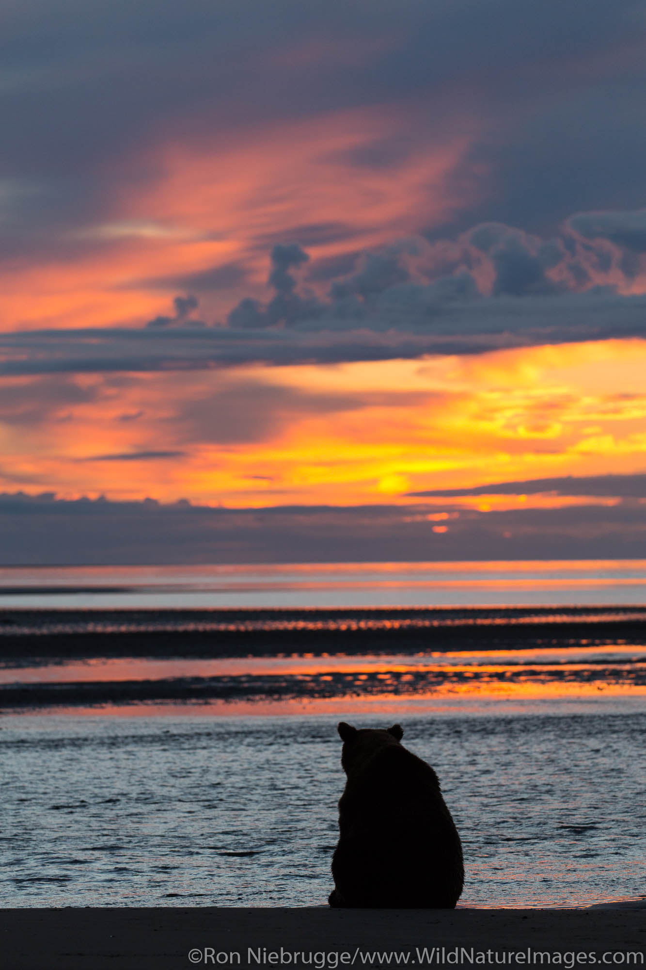Brown / Grizzly Bear, Lake Clark National Park, Alaska.