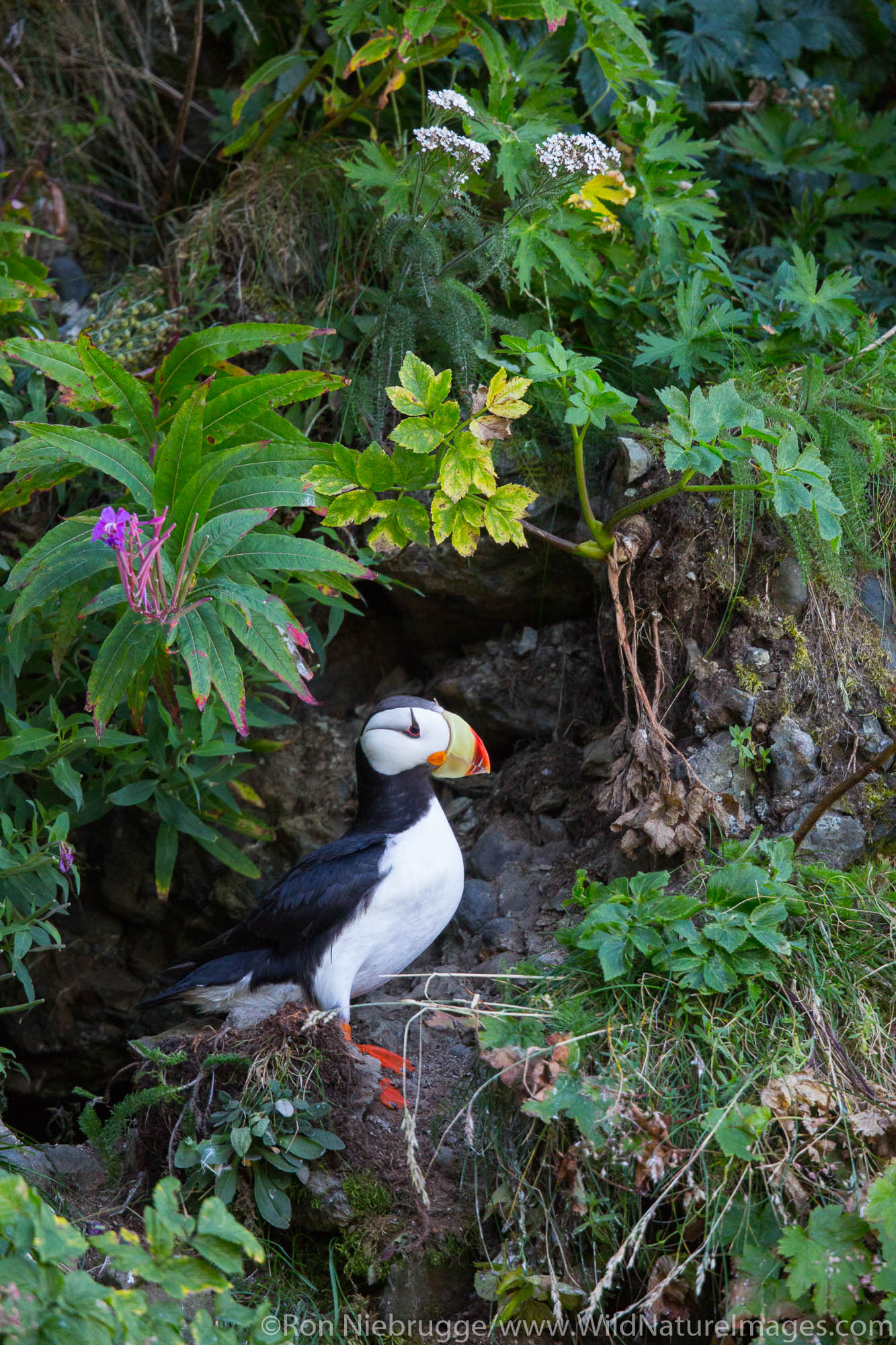 Horned puffin on the coast of Lake Clark National Park, Alaska.