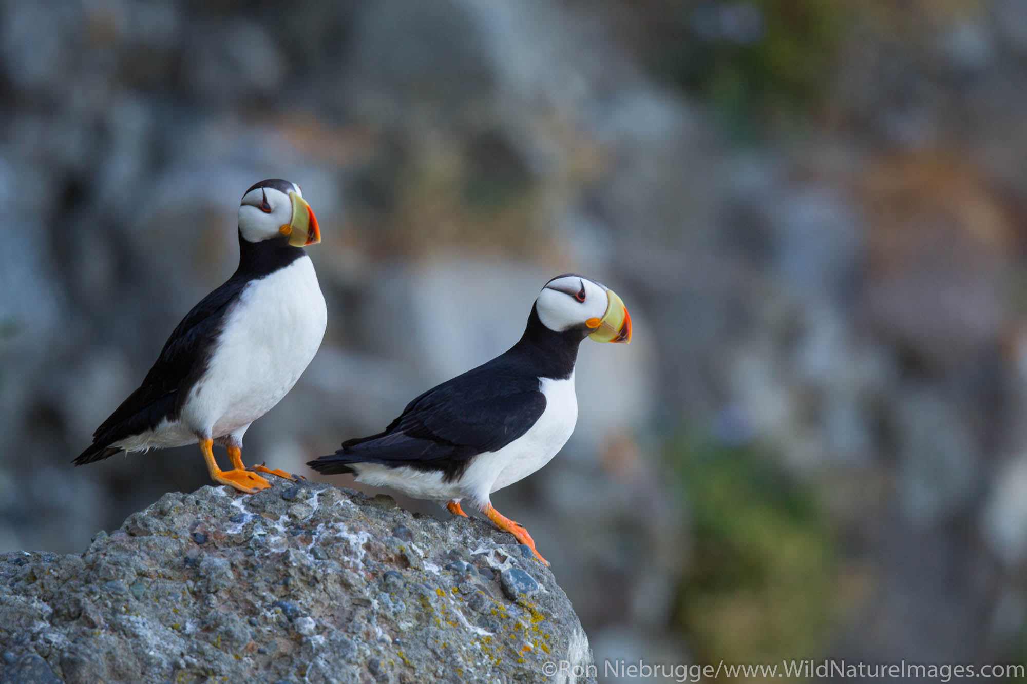 Horned puffin on the coast of Lake Clark National Park, Alaska.