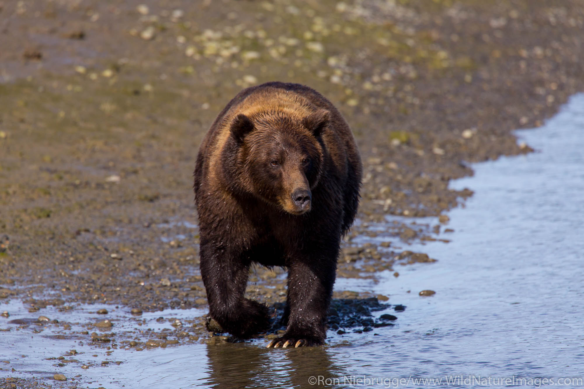Brown / Grizzly Bear, Lake Clark National Park, Alaska.